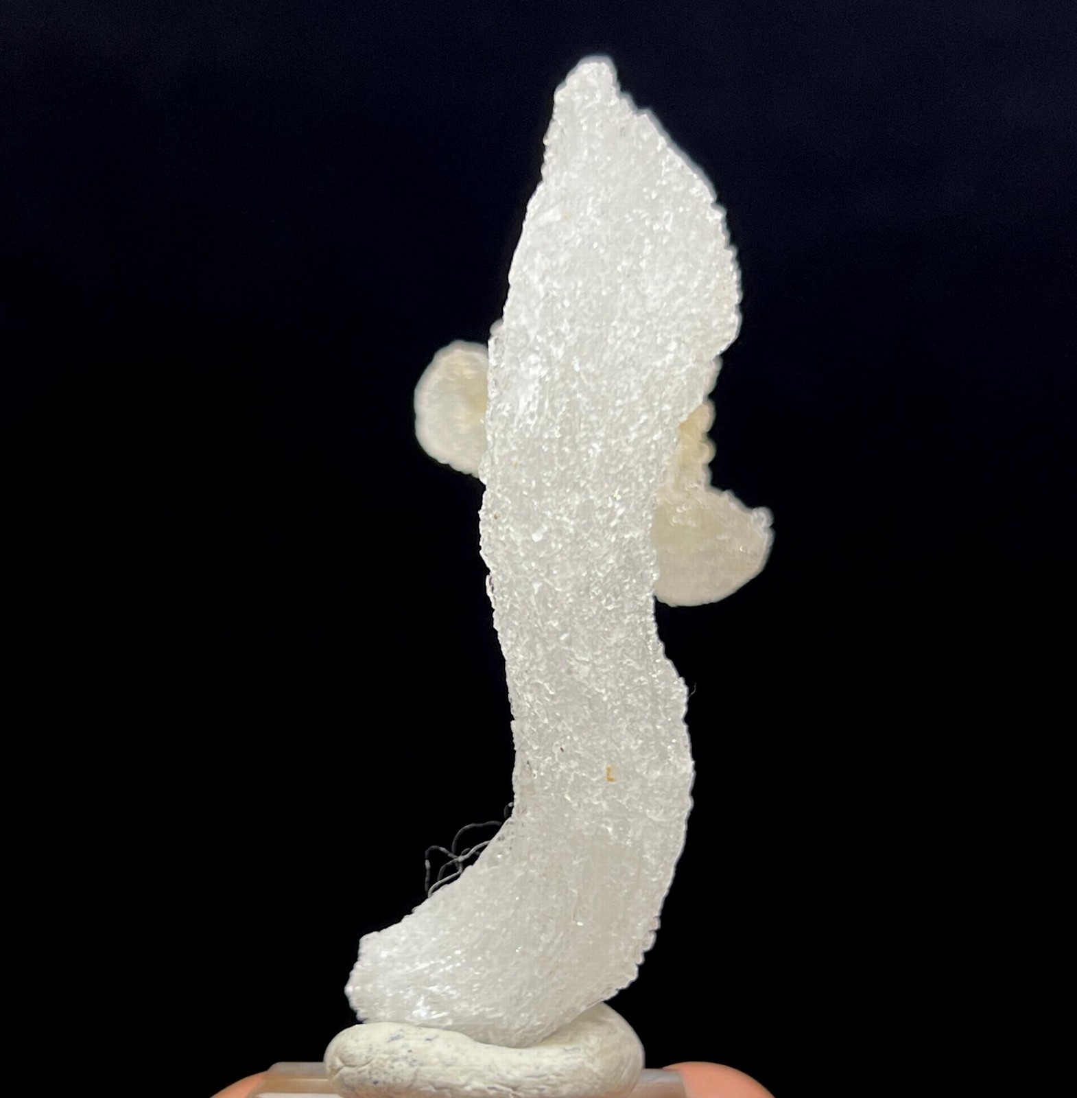 62mm ‘Ram’s Horn’ shape Selenite (Gypsum), Natural Mineral Specimen