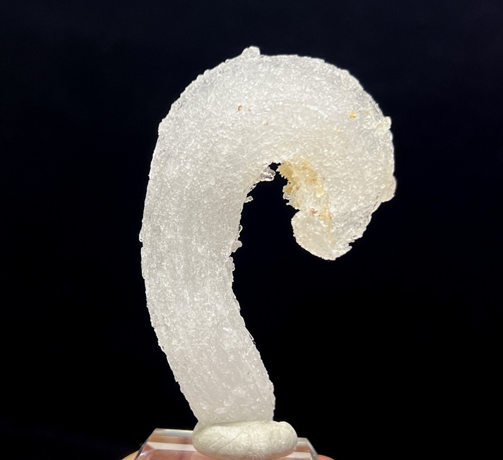 62mm ‘Ram’s Horn’ shape Selenite (Gypsum), Natural Mineral Specimen