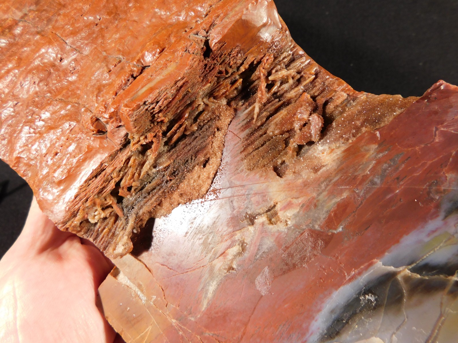 Nice BARK! BIG Polished Petrified RAINBOW WOOD Fossil Arizona 2313gr