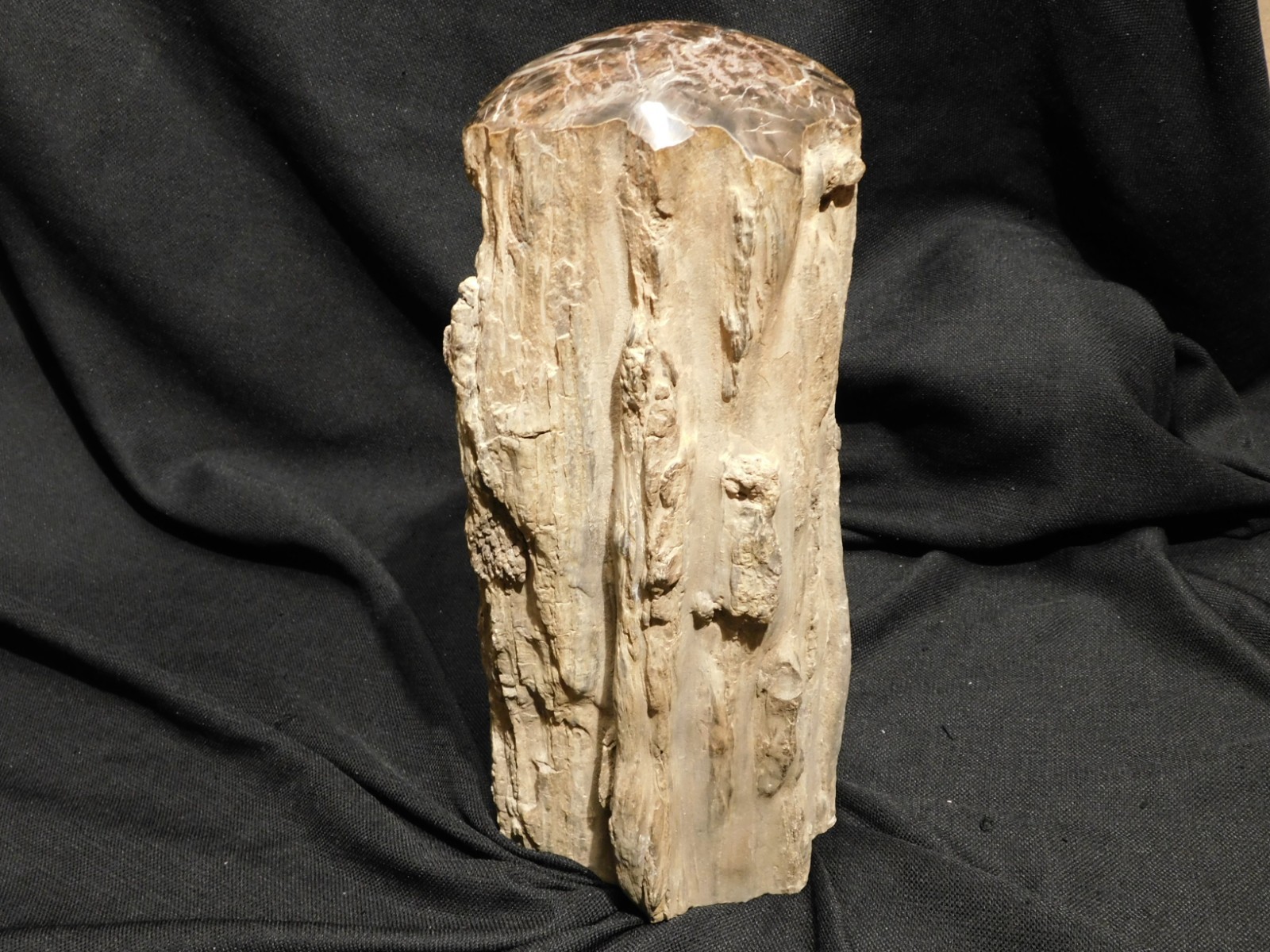 wOw! HUGE Dome Polished Petrified WOOD ROLLER Fossil Free Standing Arizona