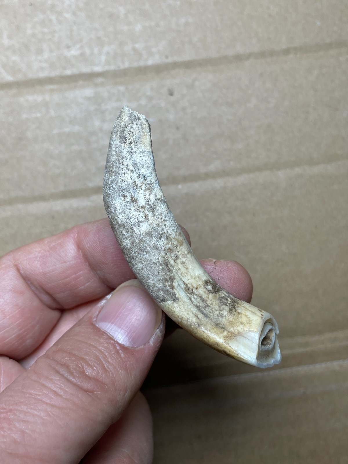5 pieces Beautiful Ice Age tooth collection