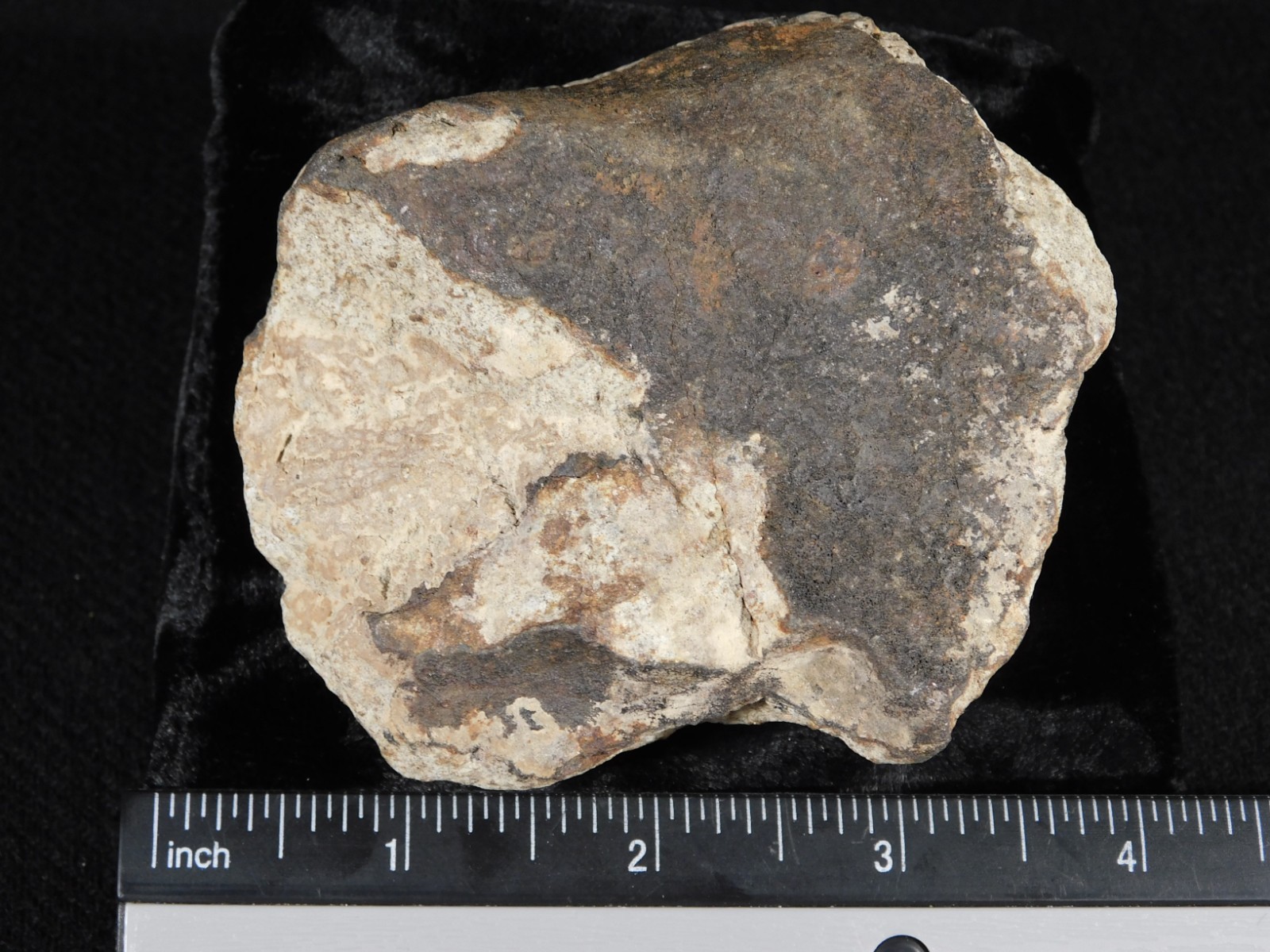Larger! CLASSIFIED NWA 8245 METEORITE with Dark Fusion Crust Erfoud, Morocco 471