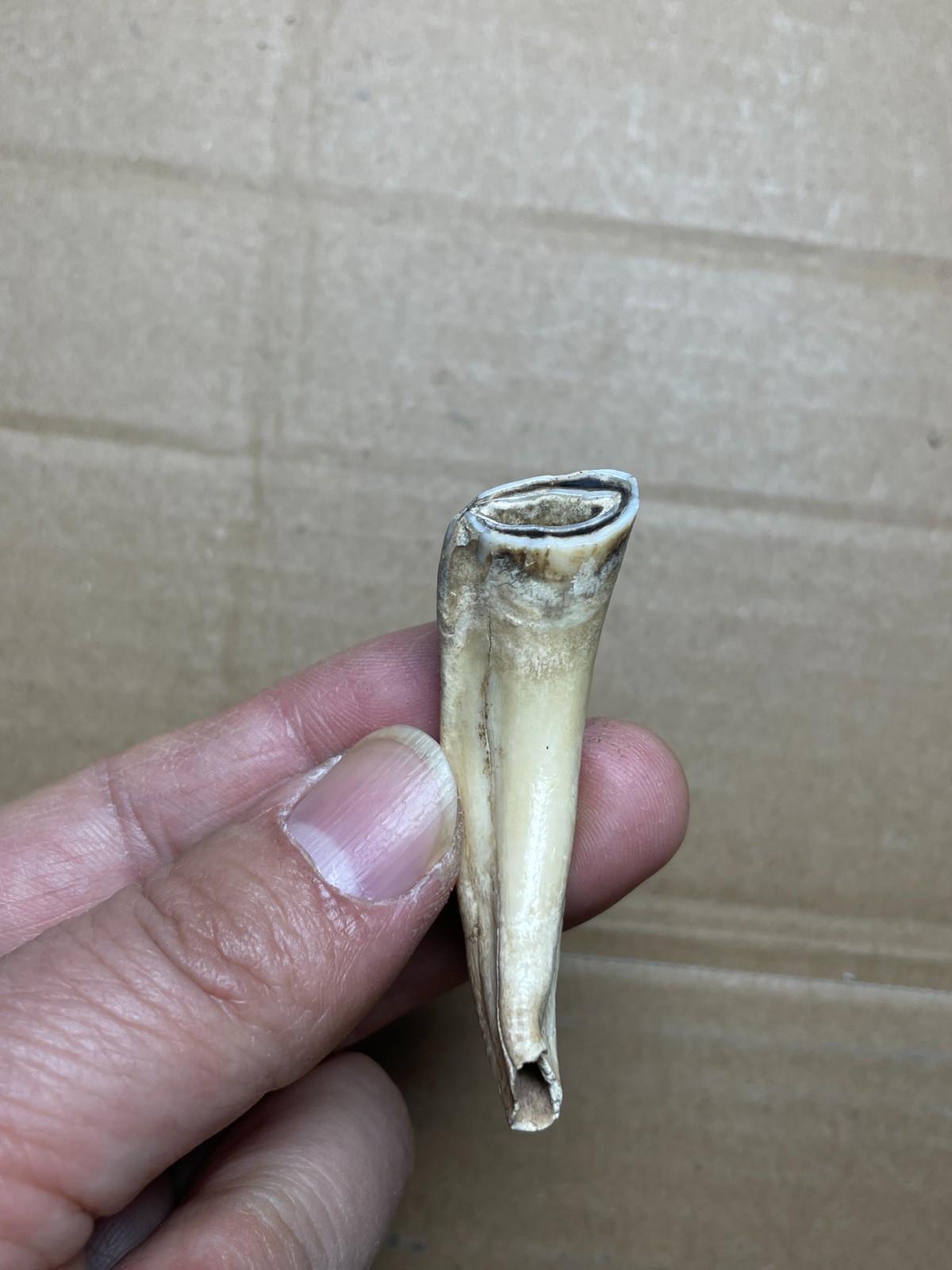 5 pieces Beautiful Ice Age tooth collection