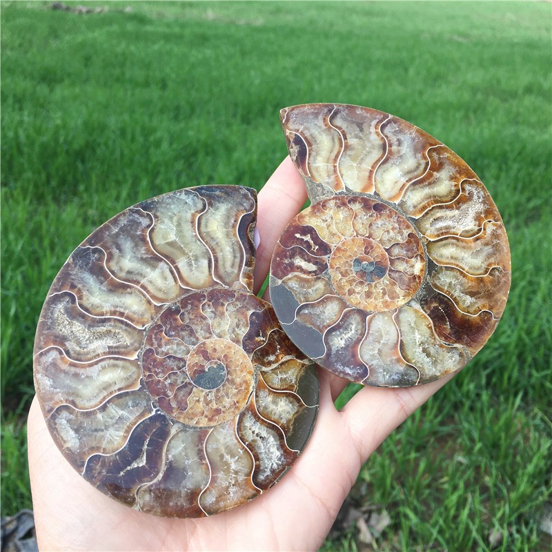 200g+ Top! Natural Ammonite Fossil Conch Crystal Specimen Healing+stand 1PC