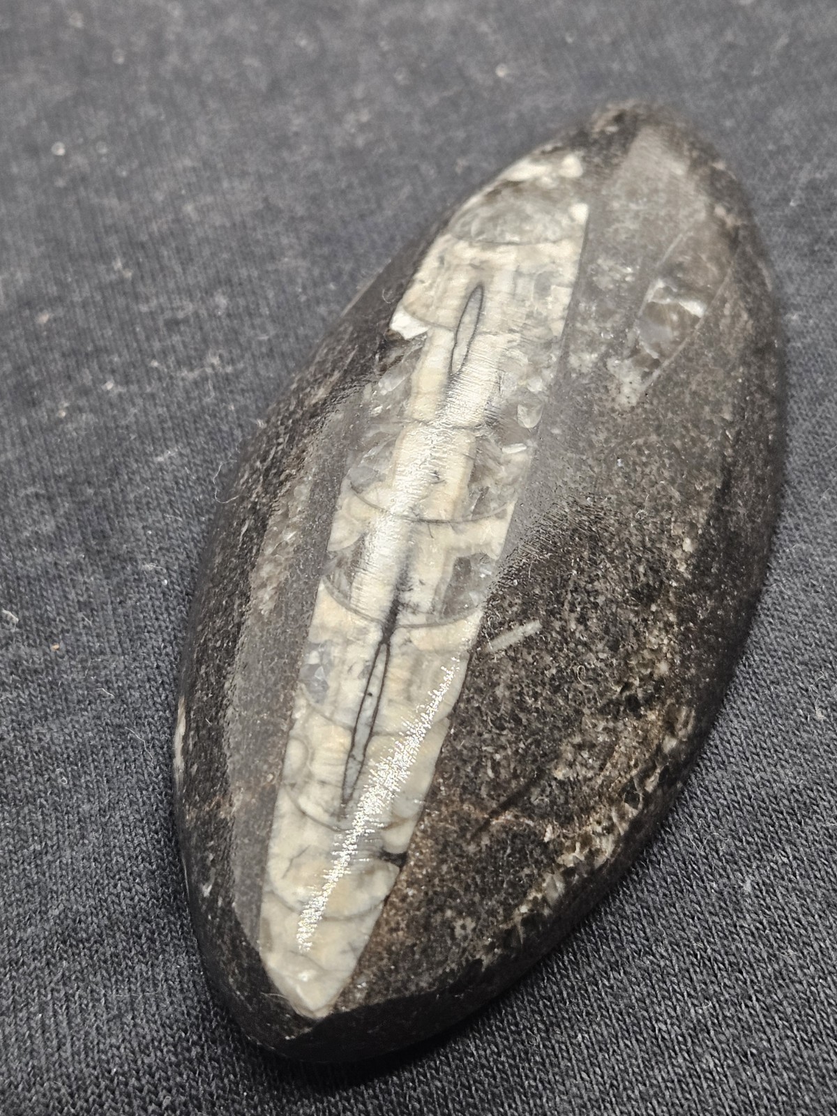 Polished Orthoceras Fossil Palm Stone – Morocco – Devonian Era Cephalopod