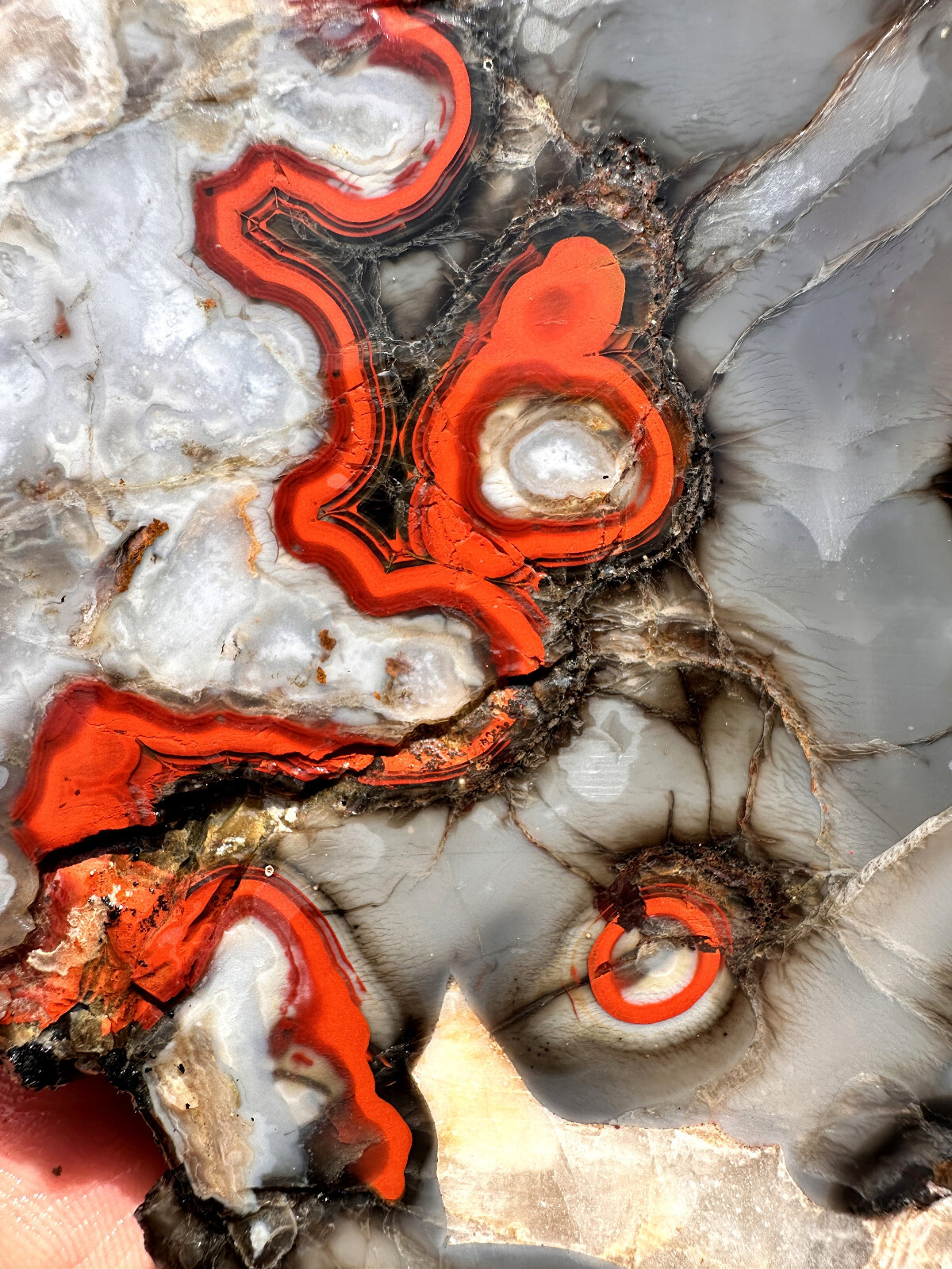 6 1/2 INCHES__Beautiful Imperial Kentucky Agate Slab from Estill County