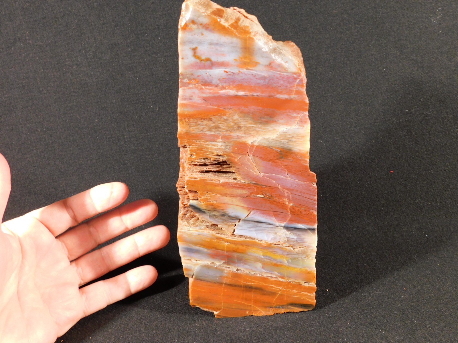 Big Free Standing Polished Deep RED Petrified RAINBOW WOOD Fossil Arizona 1791gr