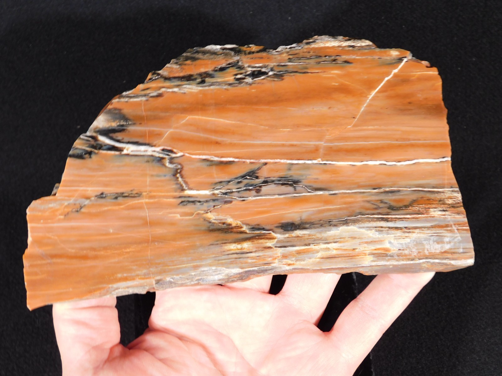 210 Million Year Old! Polished RAINBOW Petrified WOOD Fossil Slab Arizona 643gr