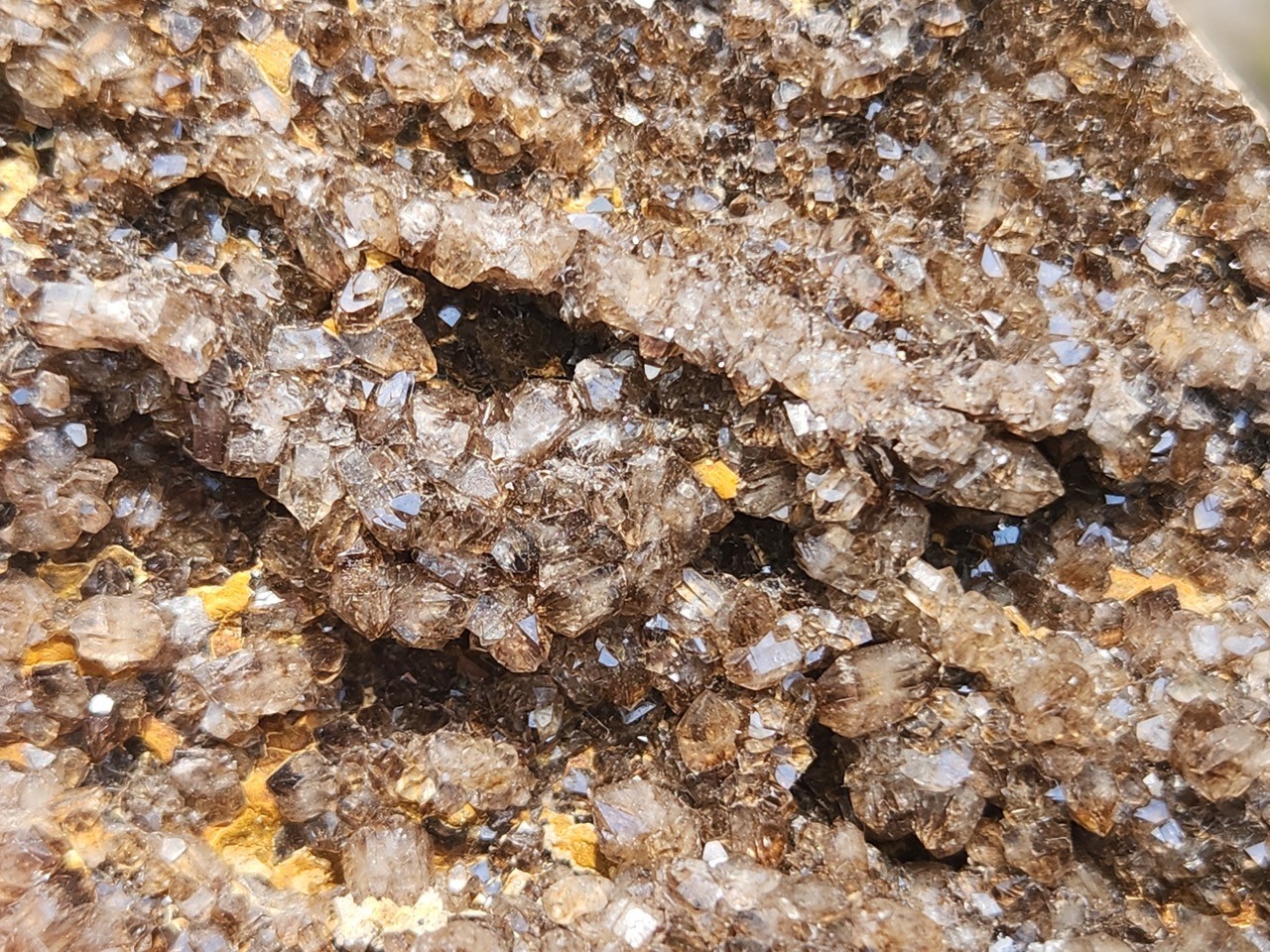 Brilliant Petrified Wood Smoky Crystallized Fossil Quartz Crystal Alabama NICE