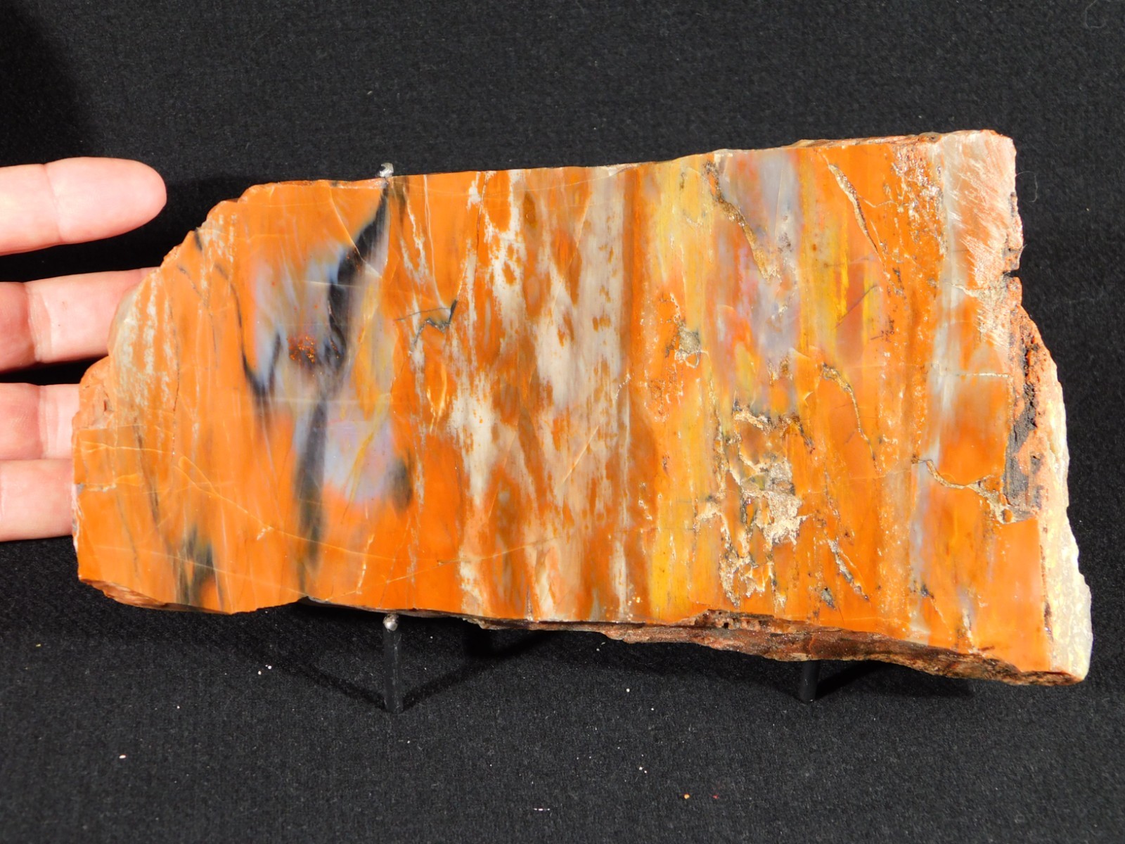 Colorful Polished Petrified WOOD RAINBOW Fossil Slab Arizona 752gr
