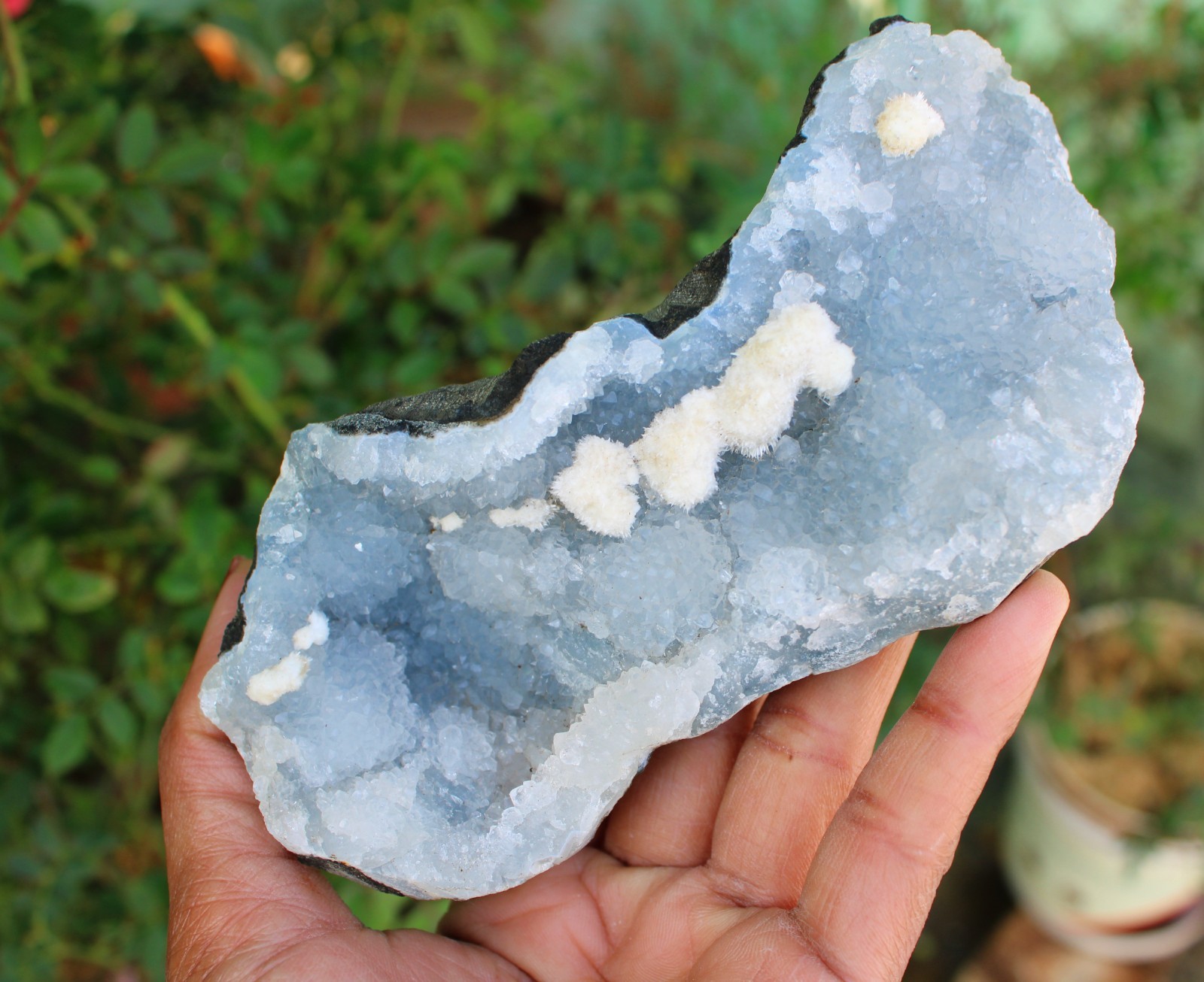 Okenite Balls On Blue Chalcedony Coral Matrix Minerals Specimen #O1