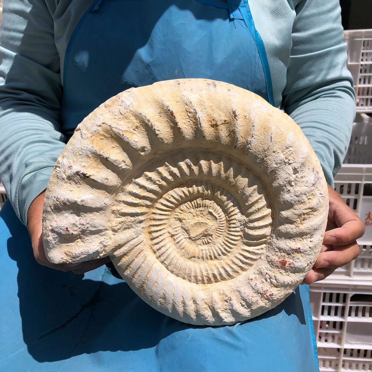 4140G Natural White Conch Shell Specimen Collectible Display Decor MH5407