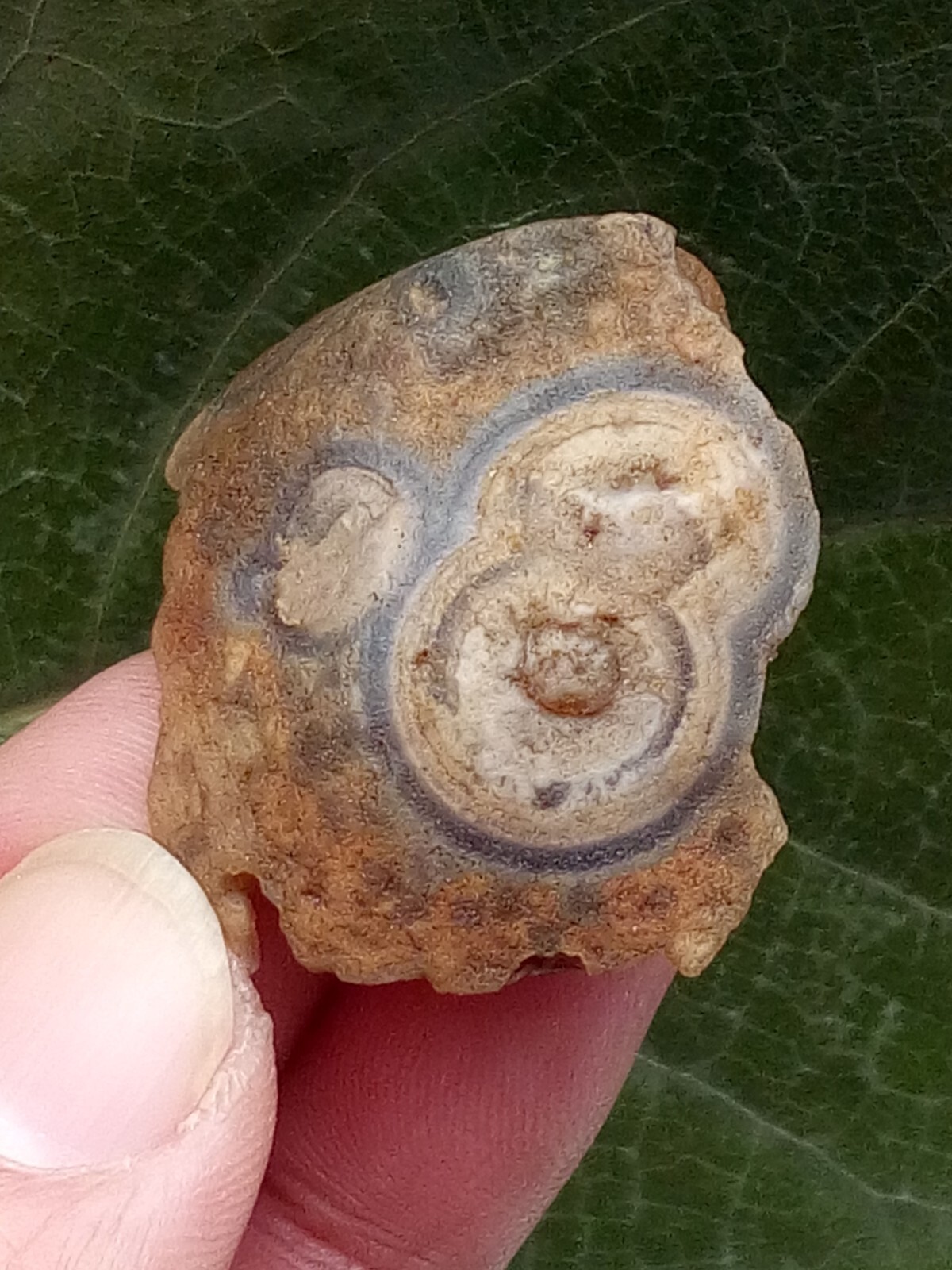 36mm Natural Gobi agate eye agate stone Suiseki-viewing collection china