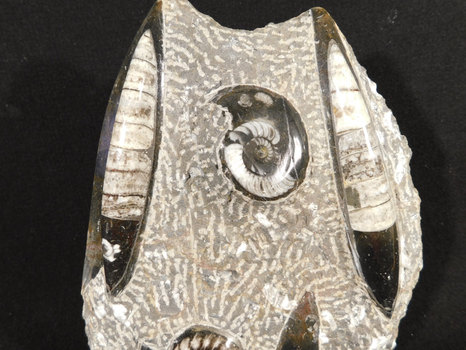 Polished Goniatite and Orthoceras Fossils in Big FREE Standing Matrix! 1686gr