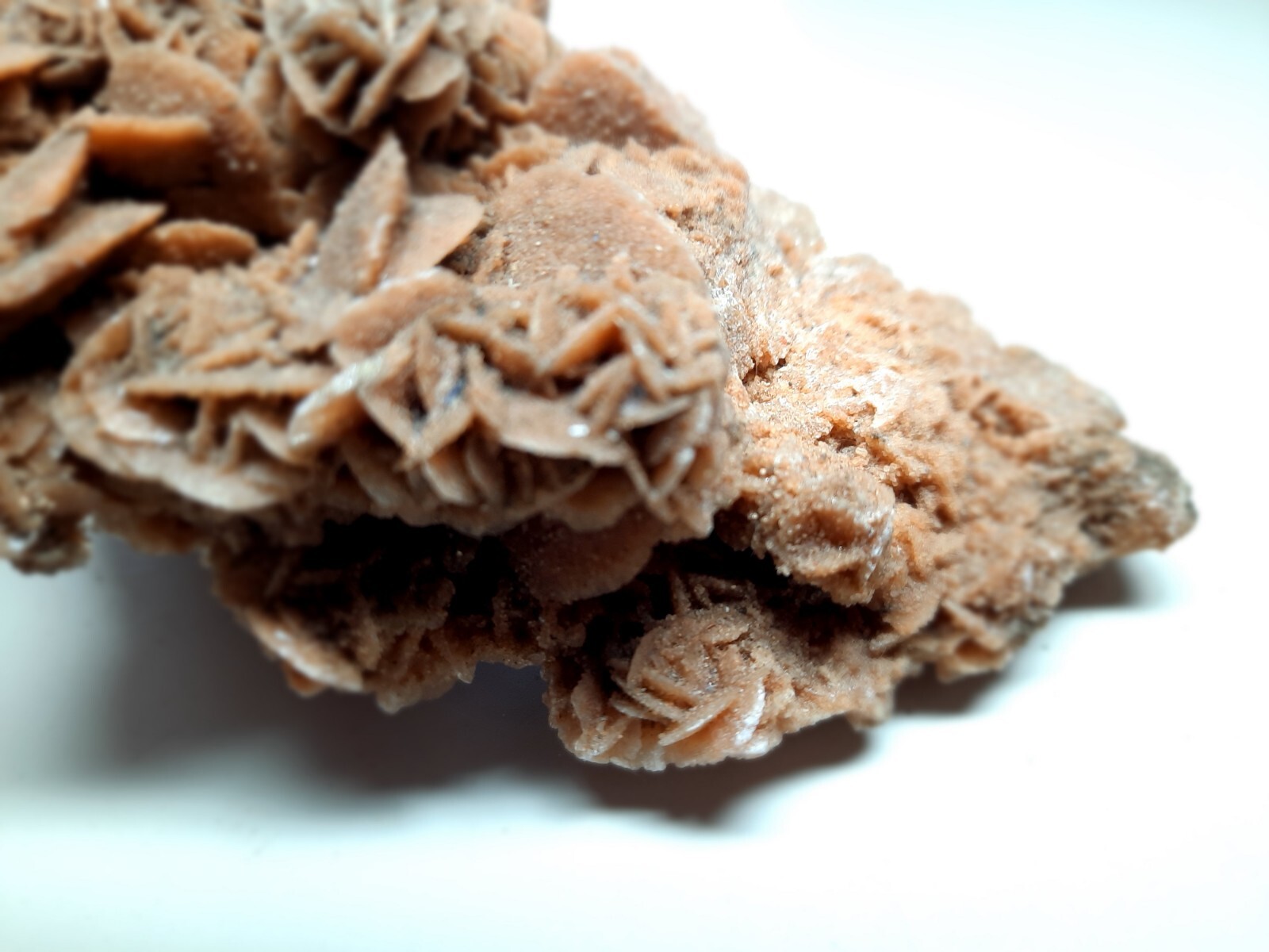 LARGE DESERT ROSE GYPSUM 6 1/4 x 3 1/2 x 2 1/4 Rock Mineral Crystal Stone