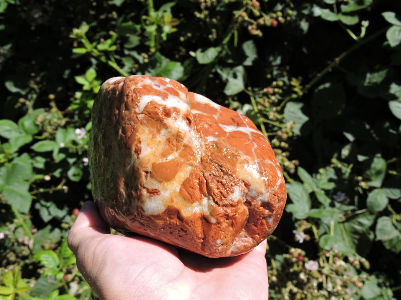 High Grade Whole OREGON Marbled Jasper Nodule (5Lb+) ORANGE Brecciated Jaspagate