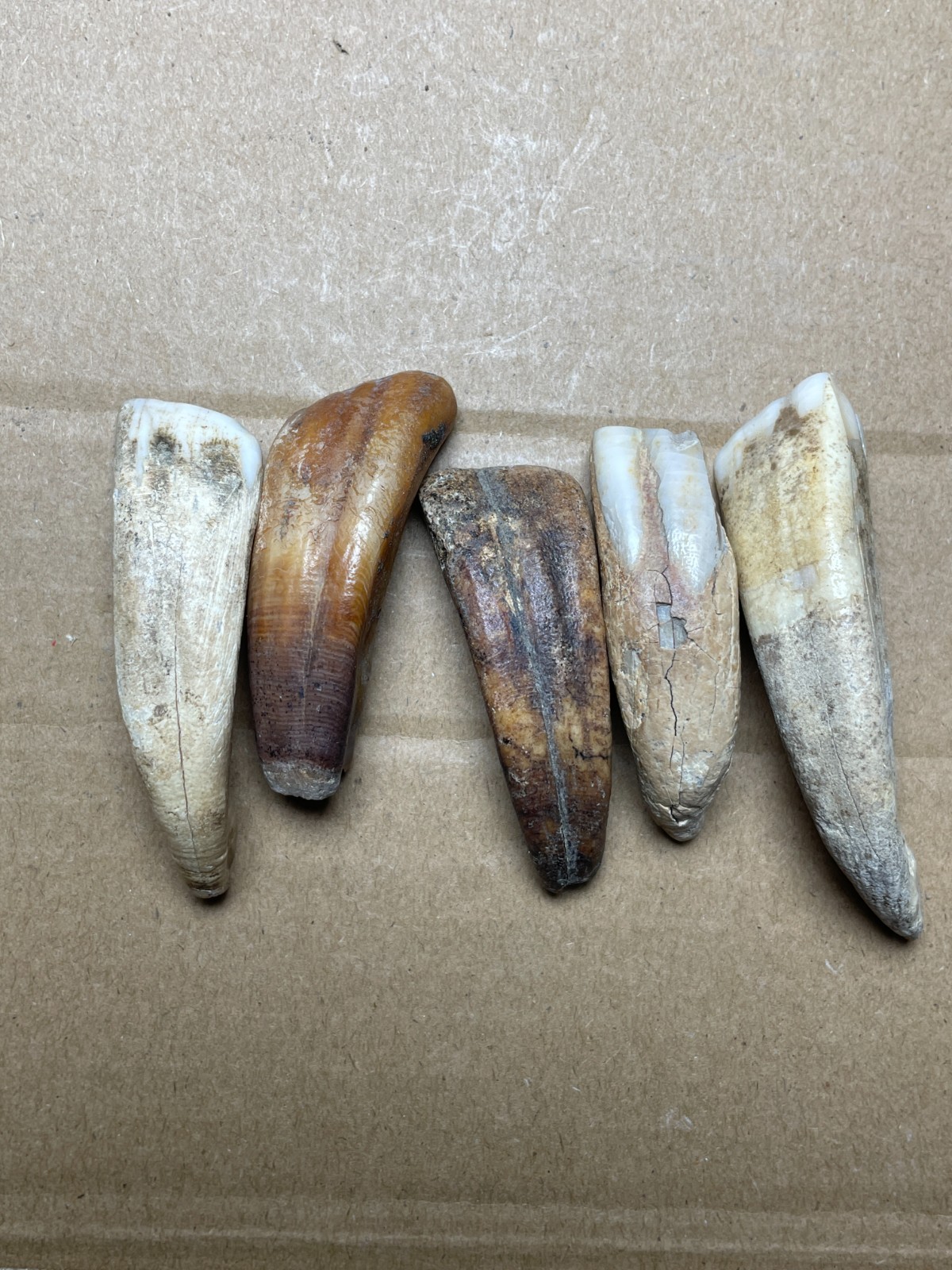 5 pieces Beautiful Ice Age tooth collection