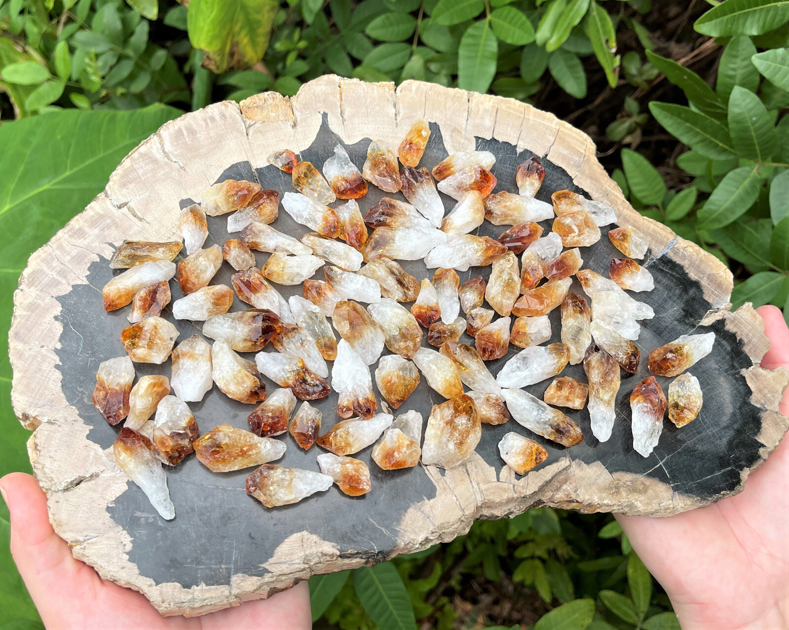 1/2 lb Bulk Citrine Points Crystal Collection in Box (‘A’ Grade Premium Citrine)
