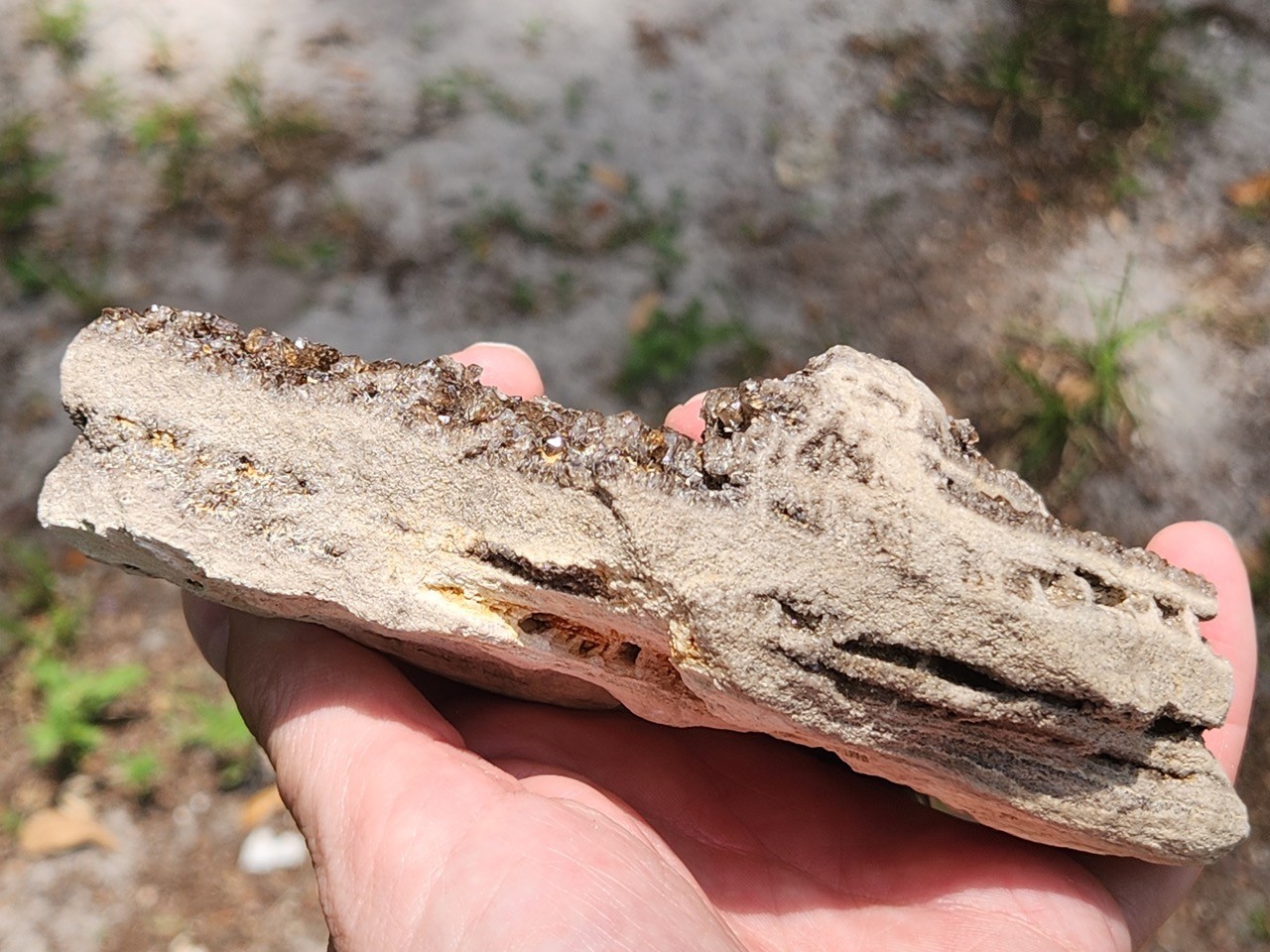 Brilliant Petrified Wood Smoky Crystallized Fossil Quartz Crystal Alabama NICE