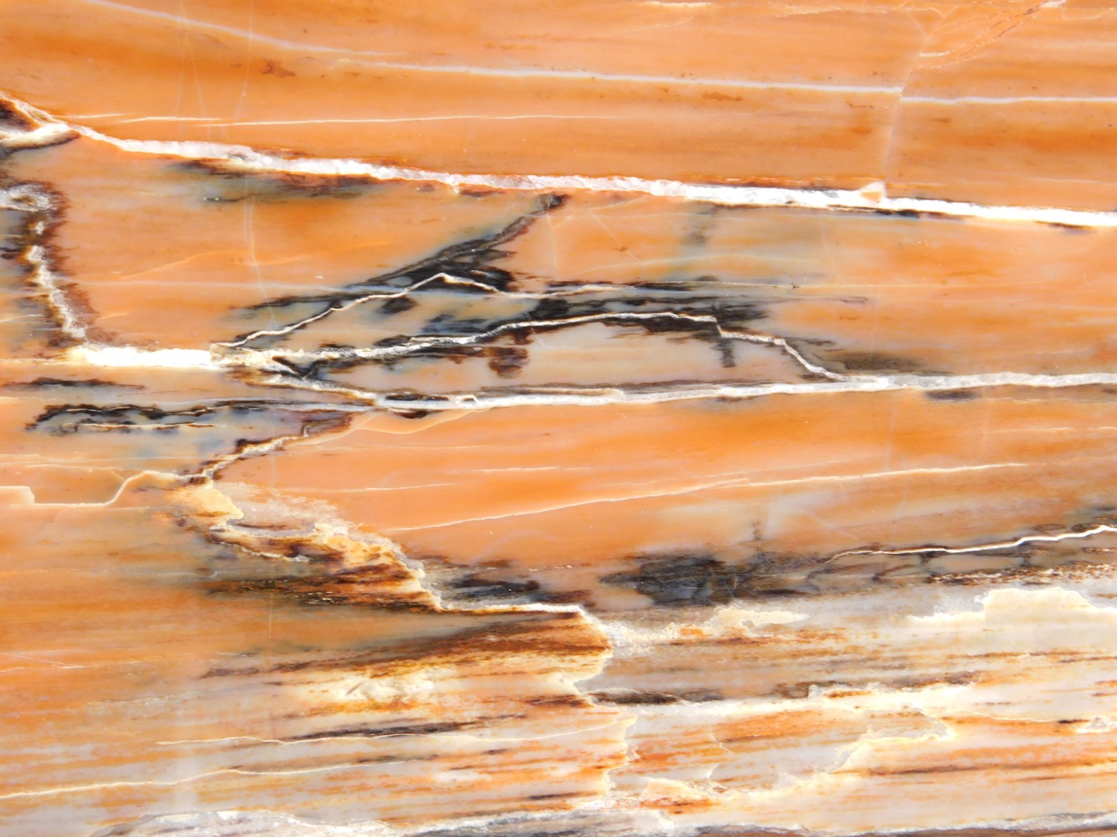 210 Million Year Old! Polished RAINBOW Petrified WOOD Fossil Slab Arizona 643gr