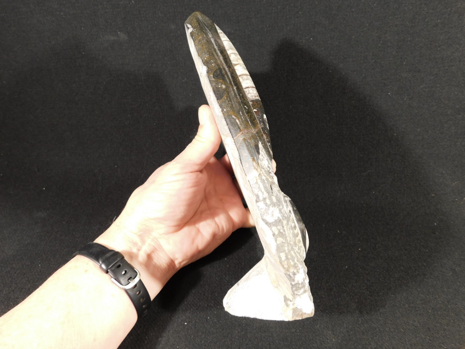 Polished Goniatite and Orthoceras Fossils in Big FREE Standing Matrix! 1686gr