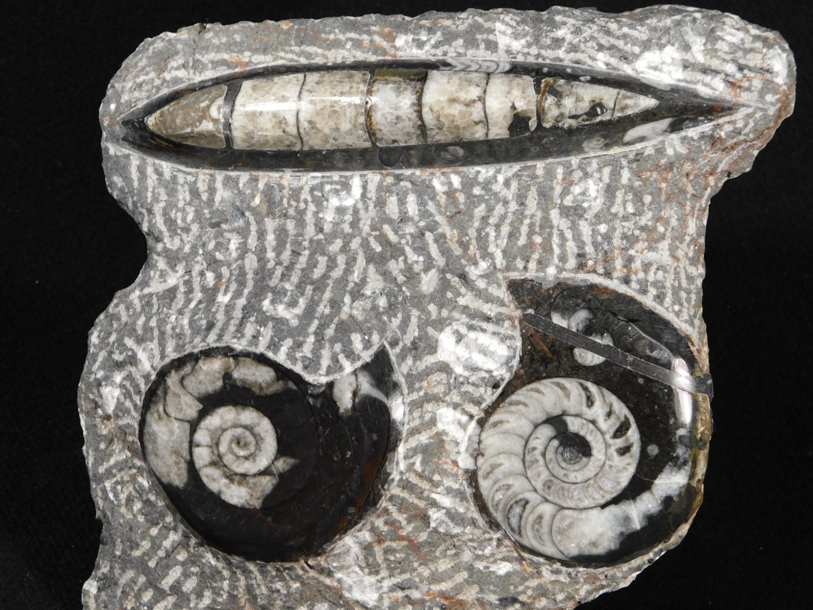 TWO! Polished Goniatite Fossils and an Orthoceras Fossil in Big Matrix 1441gr