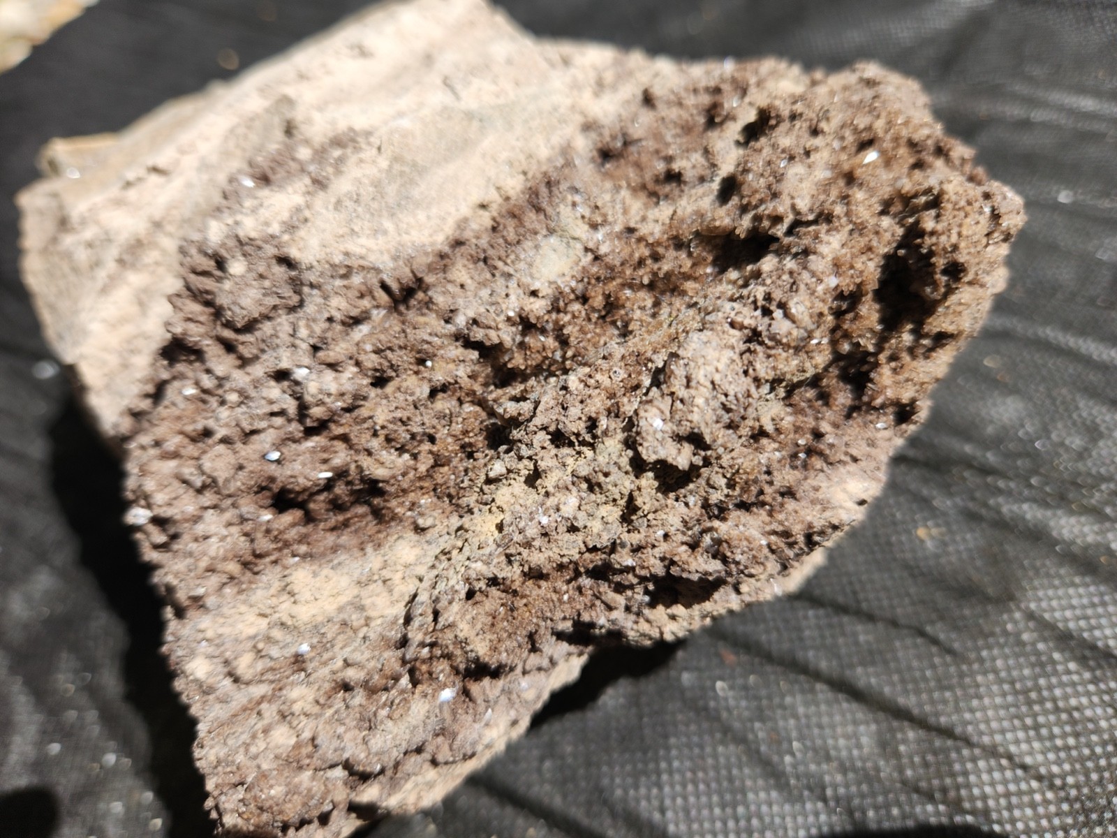 Brilliant Petrified Wood Crystallized Fossil Smoky Quartz Crystal Alabama