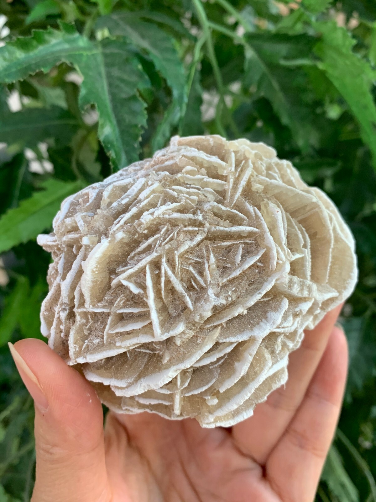 Extra Large Desert Rose Selenite, 1.5-4 Inches Desert Gypsum Rose, Pick a Size