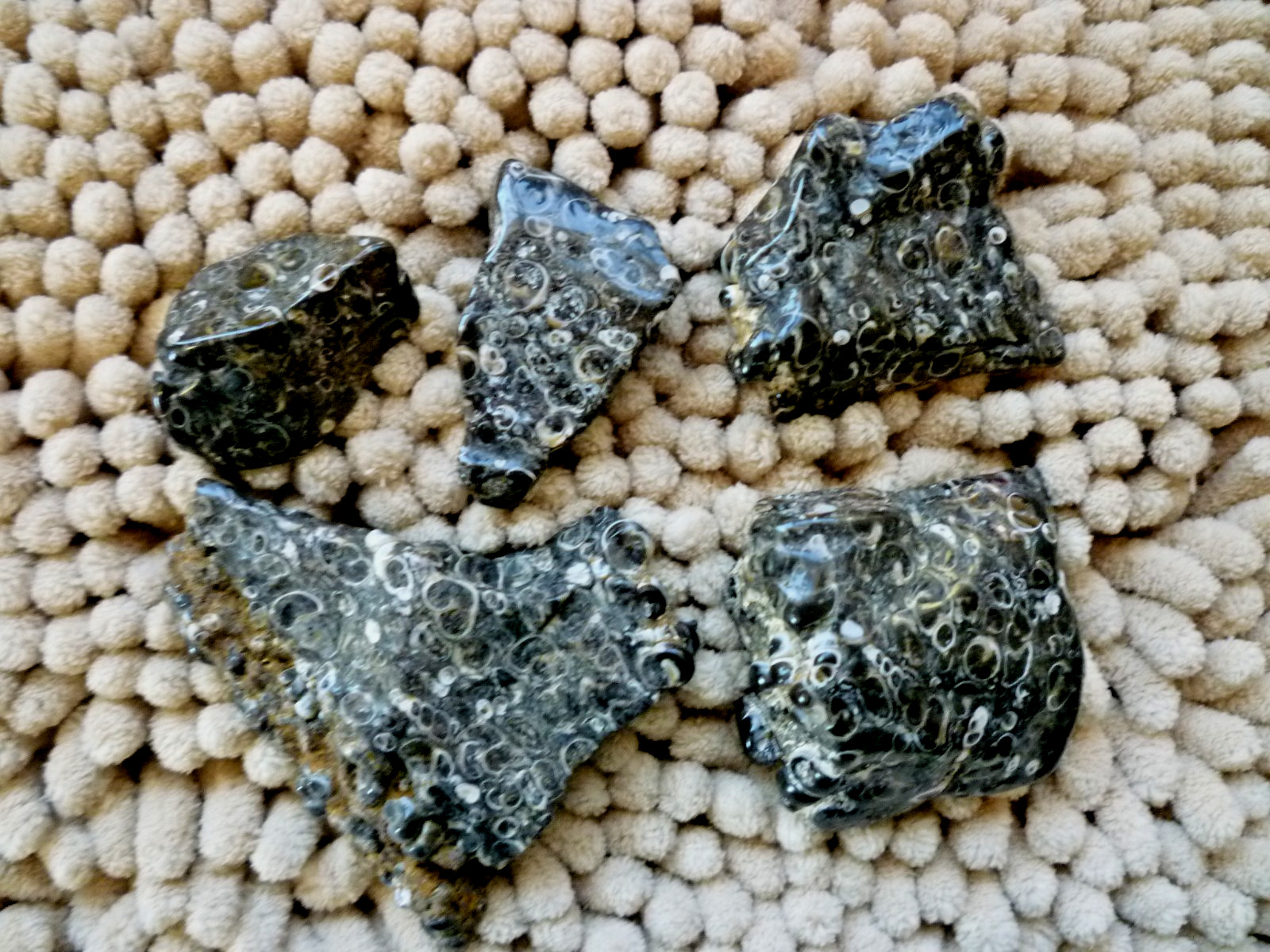 Turtilla Fossil Agate Polished 5 Pieces Smooth sided 9.5 Ounces Cabbing Display