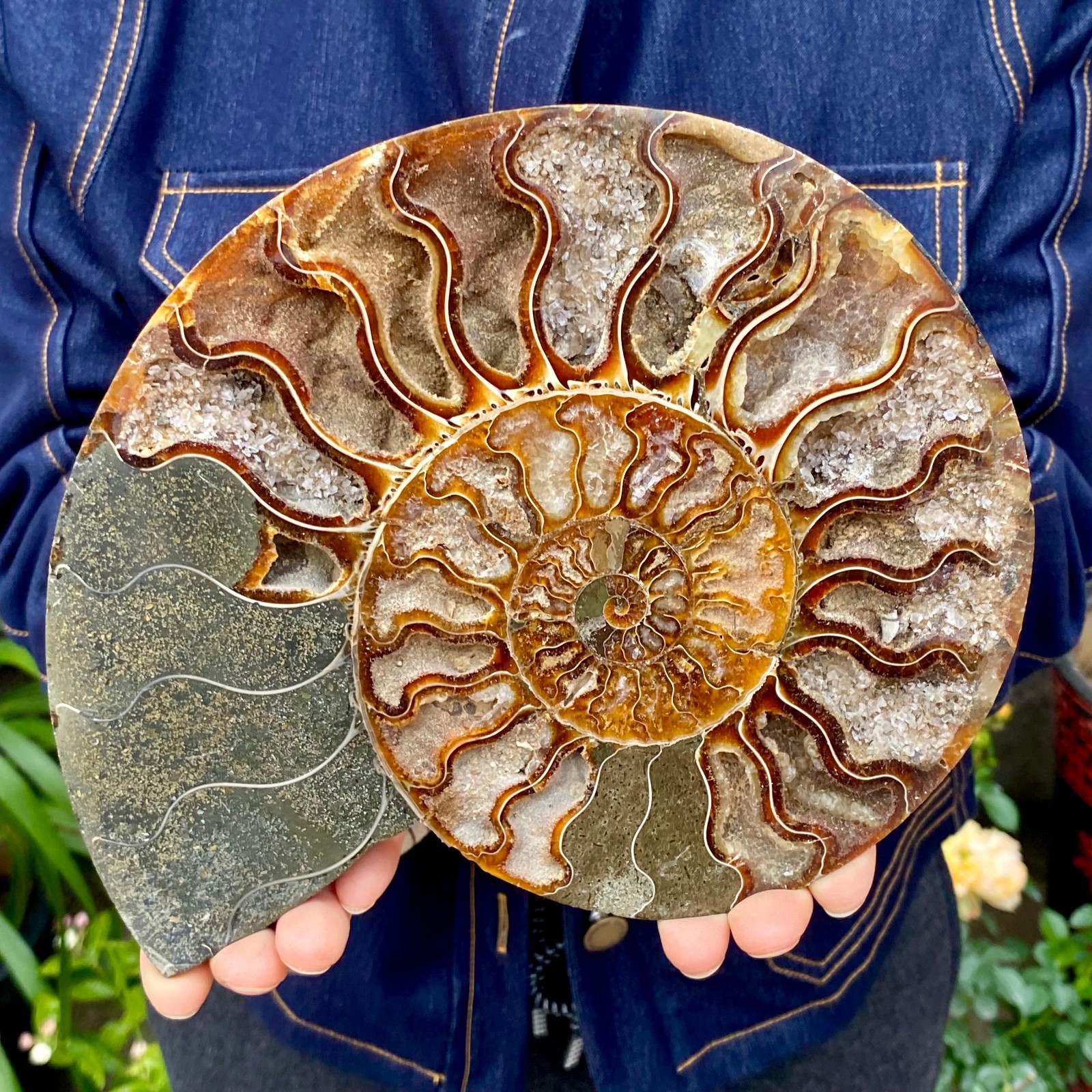 1.77LB Natural agate fossil snail shaped convex round gemstone