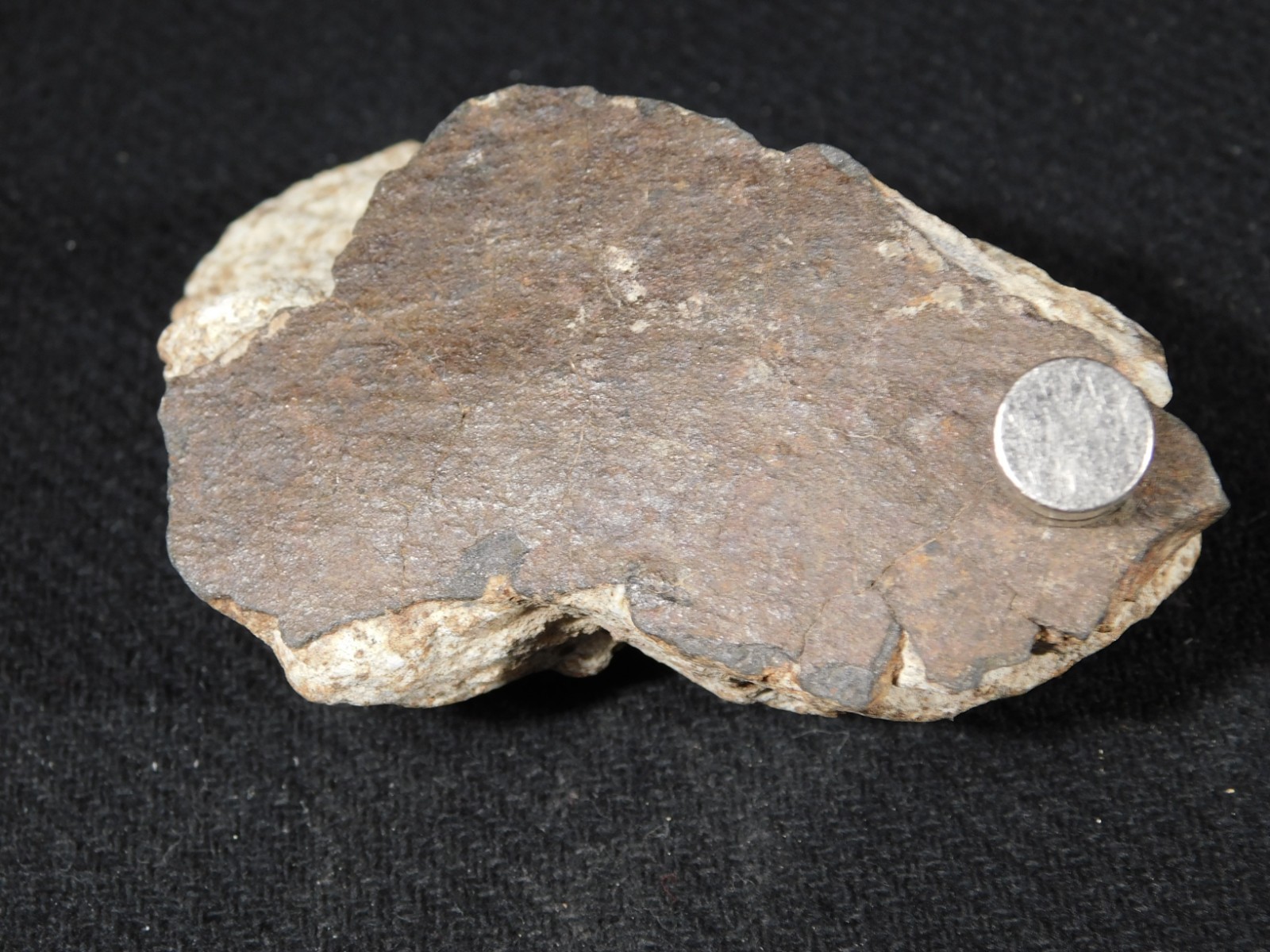Larger! Classified NWA 8245 METEORITE 100% Natural! Erfoud, Morocco 184gr