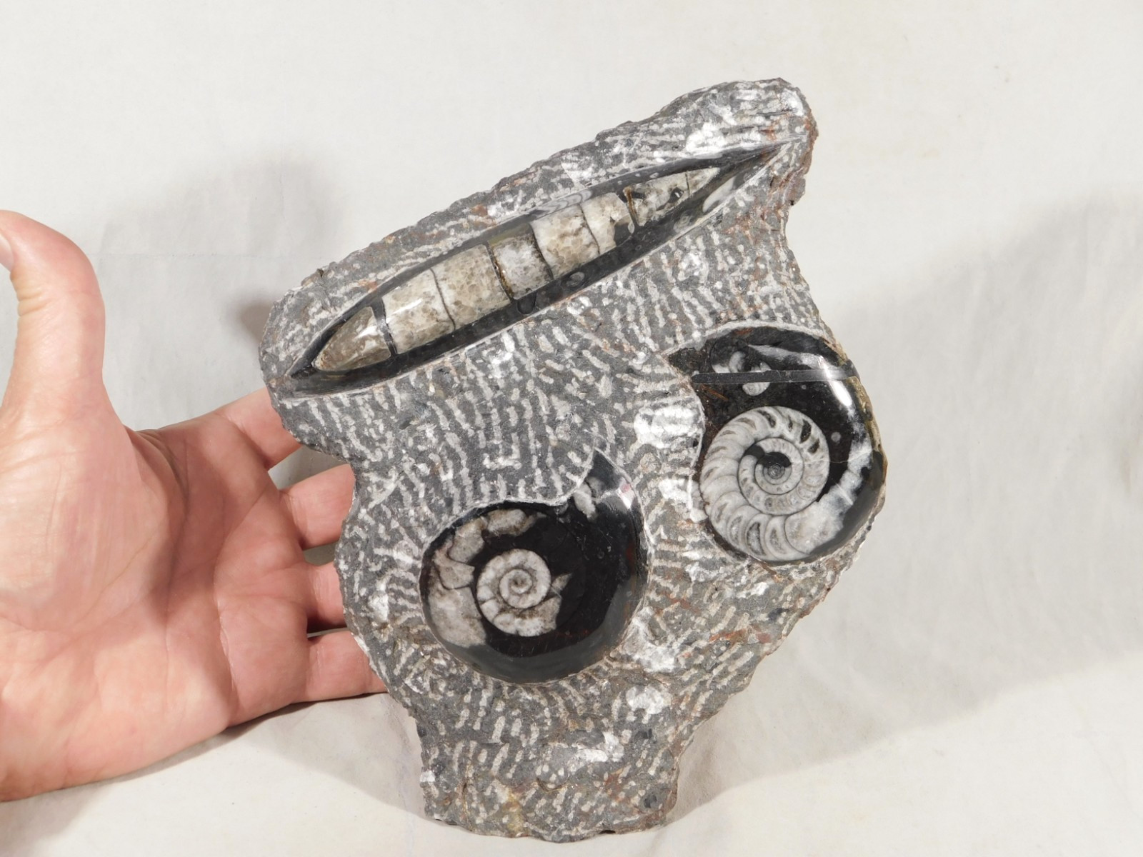 TWO! Polished Goniatite Fossils and an Orthoceras Fossil in Big Matrix 1441gr