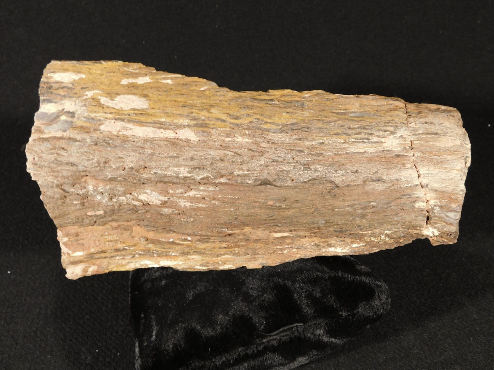 Larger! FERN PALM or CYCAD Fossil From Jurassic Utah! 100% Natural 2030gr