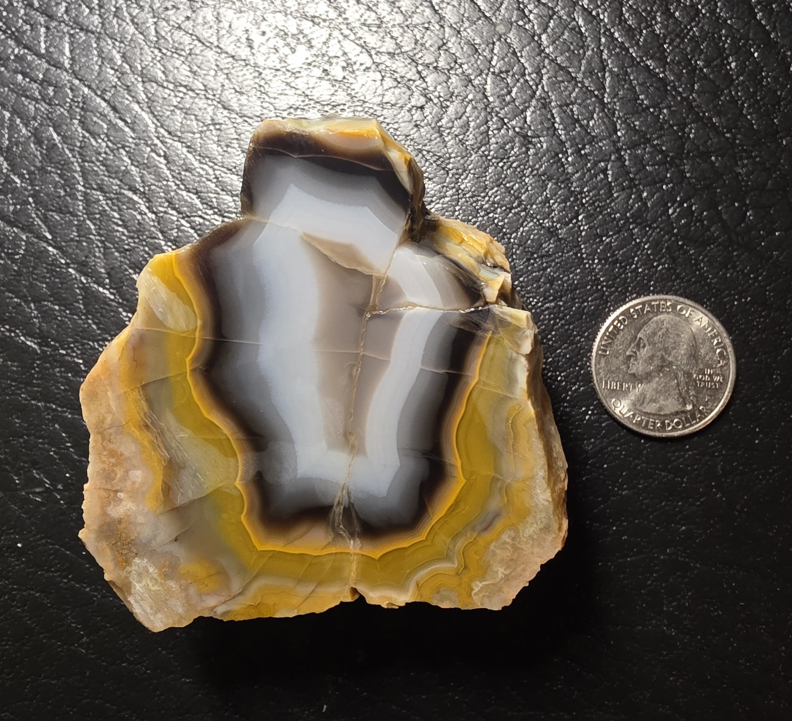 Medium Sized Kentucky Agate Display Specimen-Black,Orange,Gray #S-29
