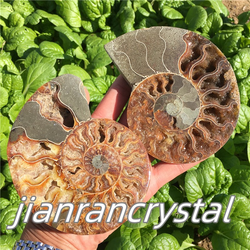 Natural ammonite fossil conch Crystal specimen healing+stand 1PC 200g+