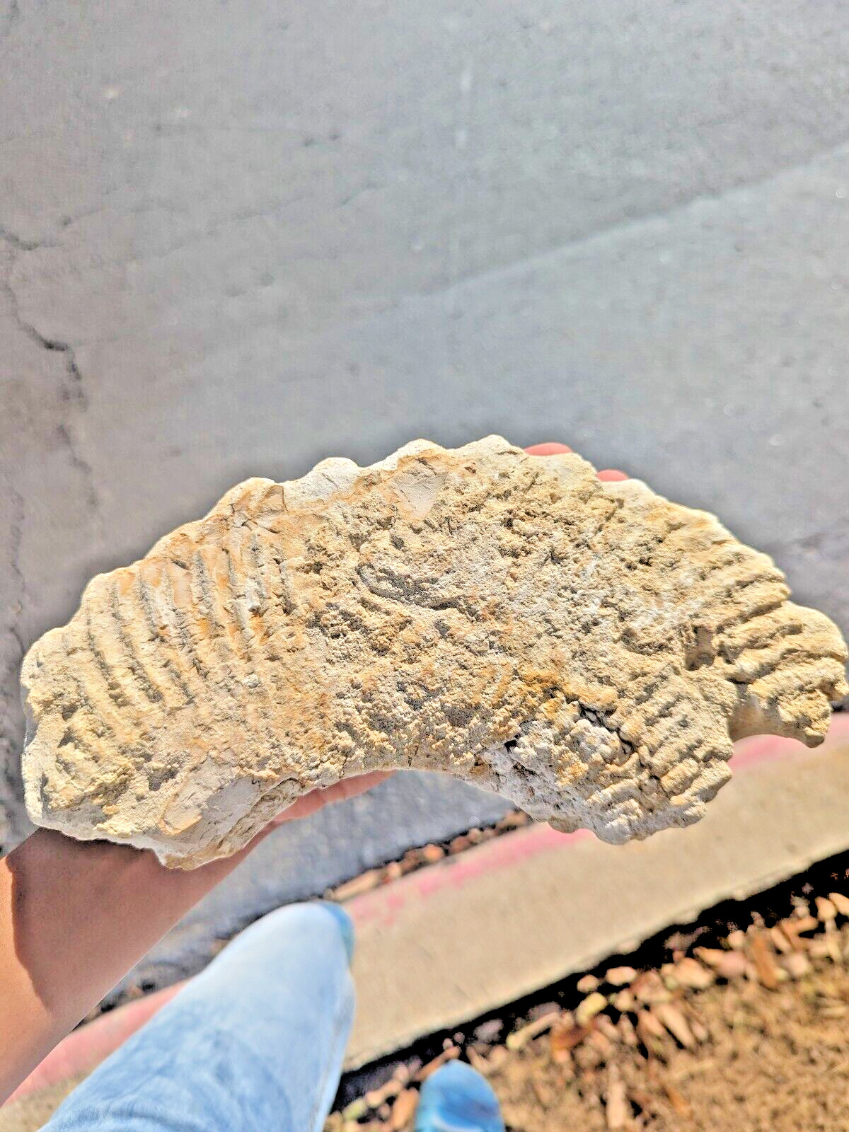 Palm/plant fossil. Color: White and mix of gold and brown. Good condition. REAL!