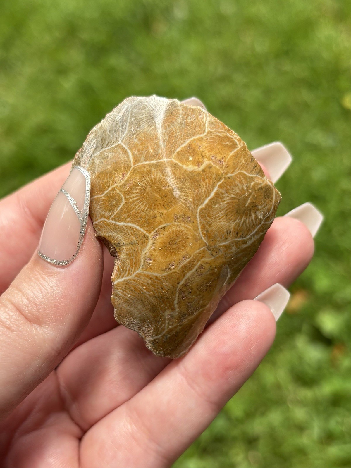 Large Fossil Specimens Lot- Fern Leaves, Opal Ammonite, Petrified Wood & More