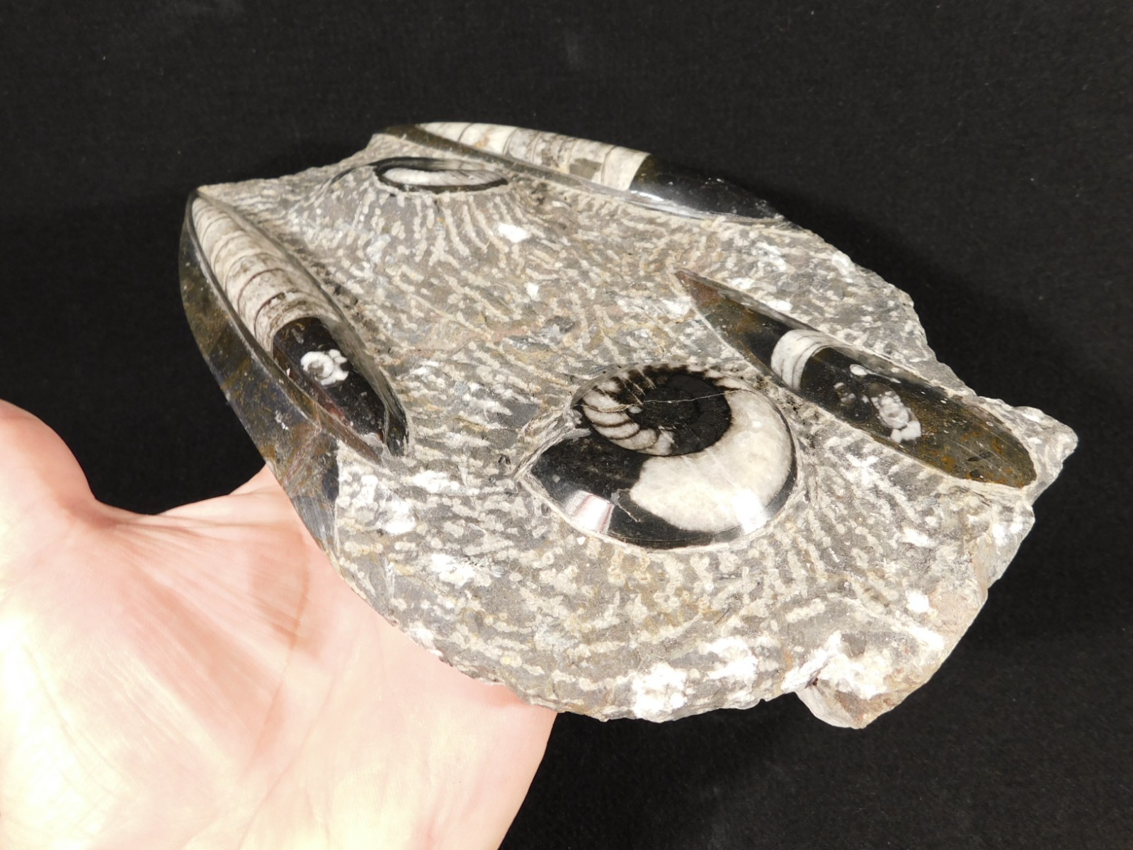 Polished Goniatite and Orthoceras Fossils in Big FREE Standing Matrix! 1686gr