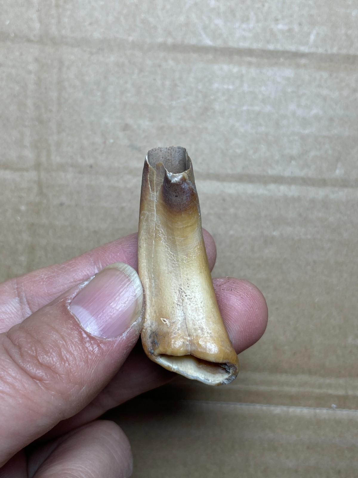 5 pieces Beautiful Ice Age tooth collection