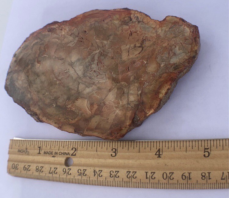 Petrified Wood Slab 308 Gram/both Sides Polished,Bark Ring On/Beautiful Specimen