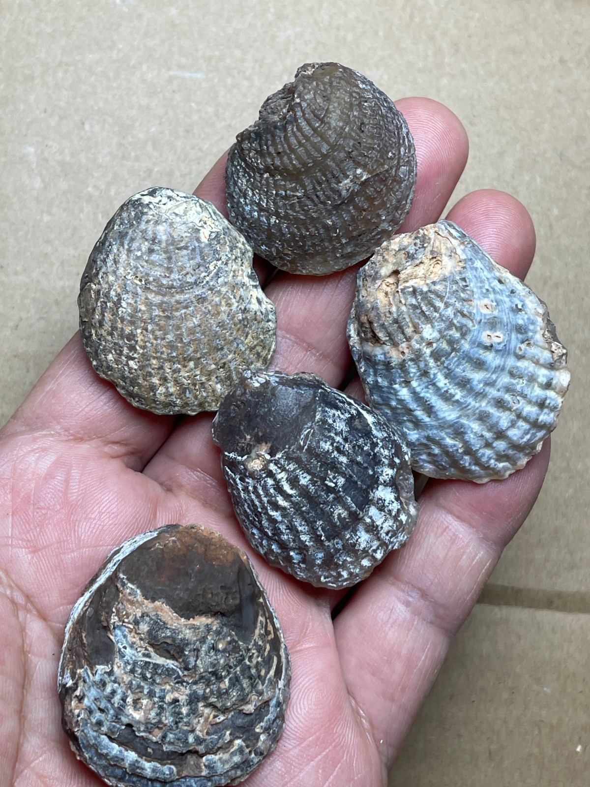5 pieces Beautiful shell Landscape stone