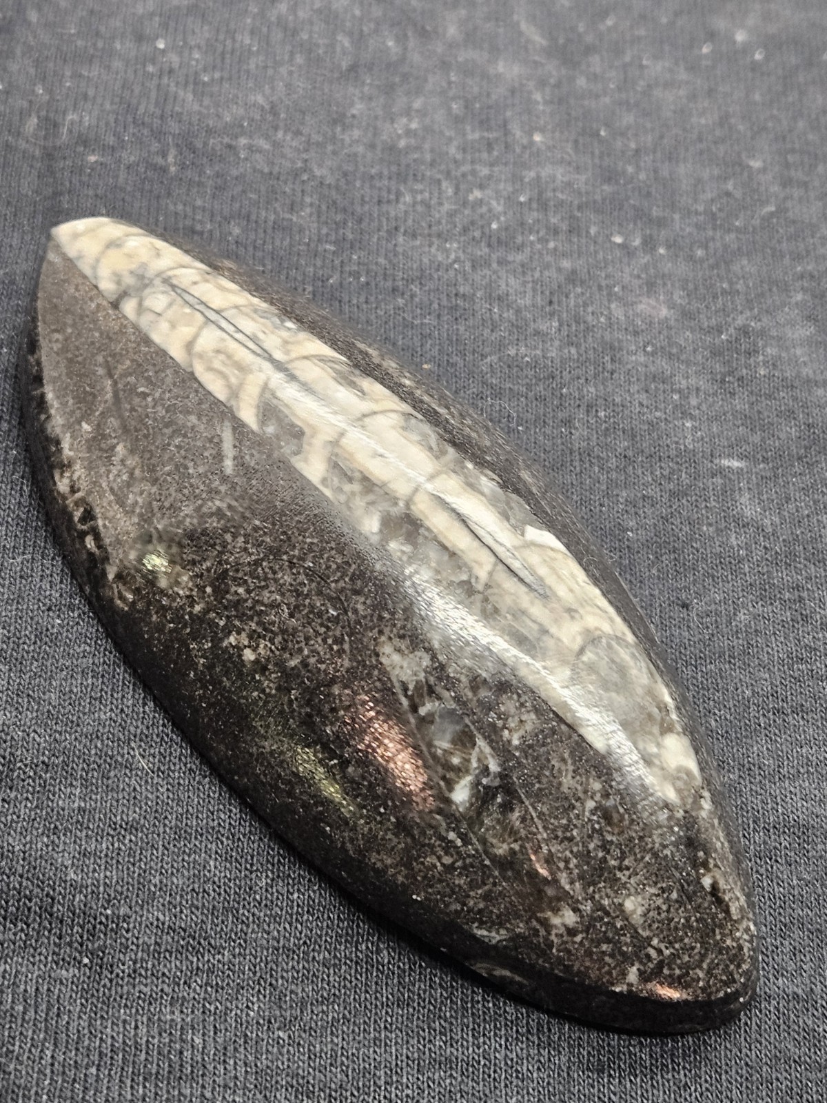 Polished Orthoceras Fossil Palm Stone – Morocco – Devonian Era Cephalopod