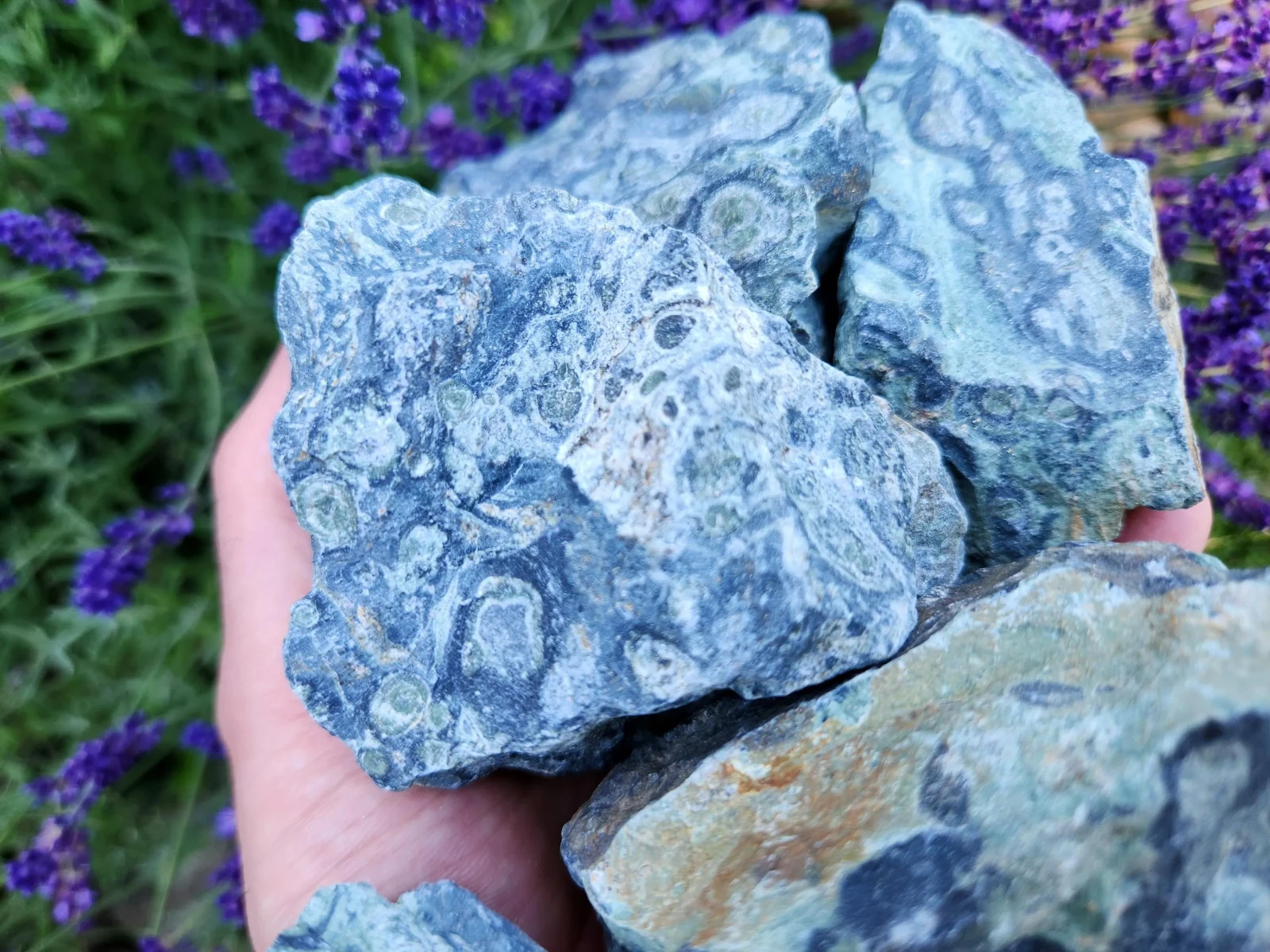 4.5 lbs Kambaba “Crocodile” Jasper – 5 Pieces – Ideal for Lapidary or Tumbling