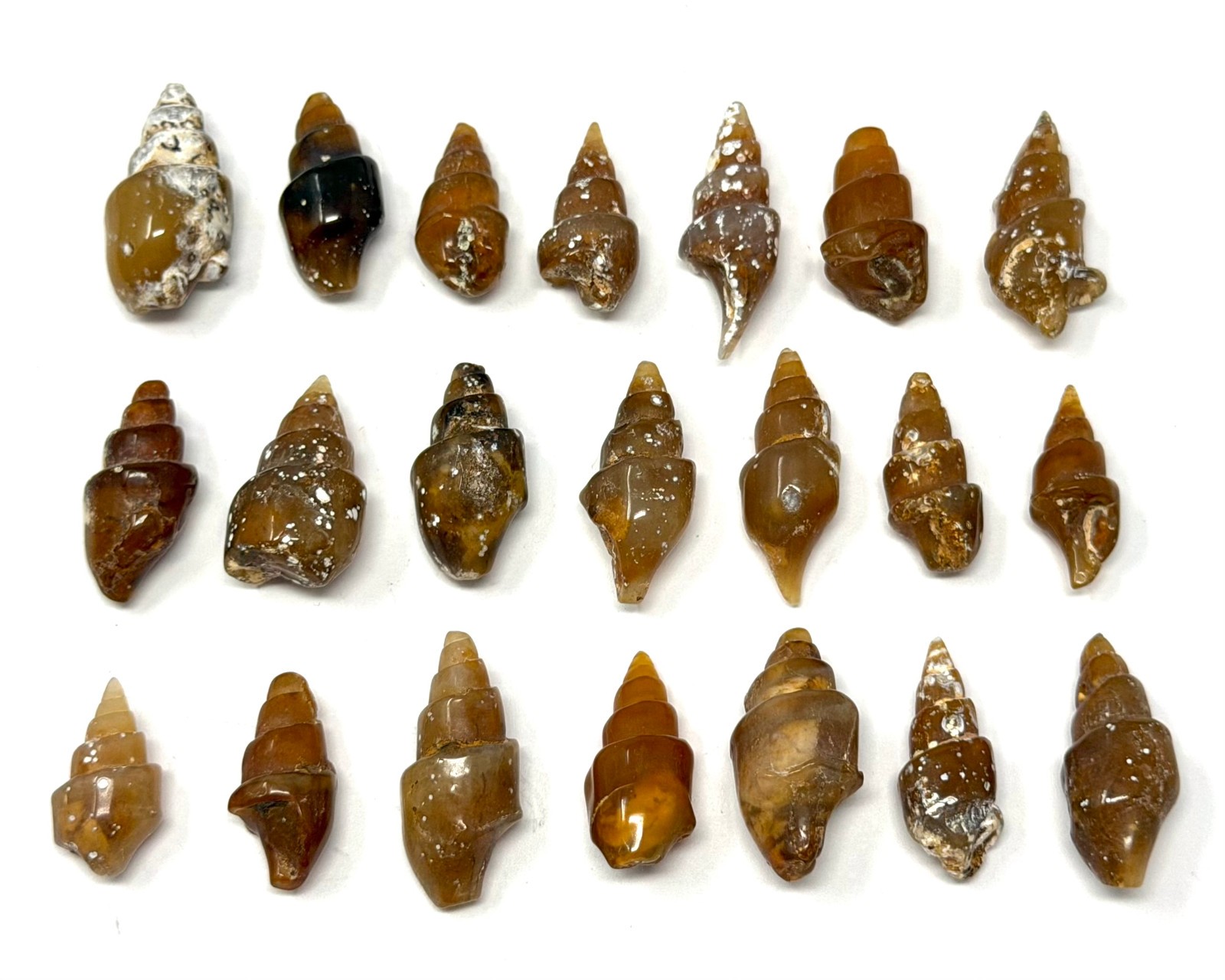 Agatized Shell Fossils From Morocco – Natural Fossilized Shell Specimens