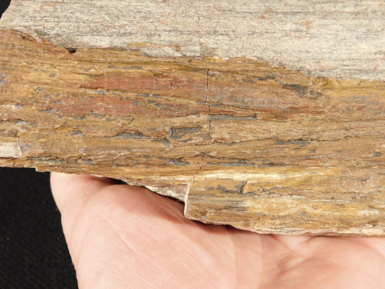 Nice BARK! Big Petrified Wood Fossil From Jurassic Utah 2575gr