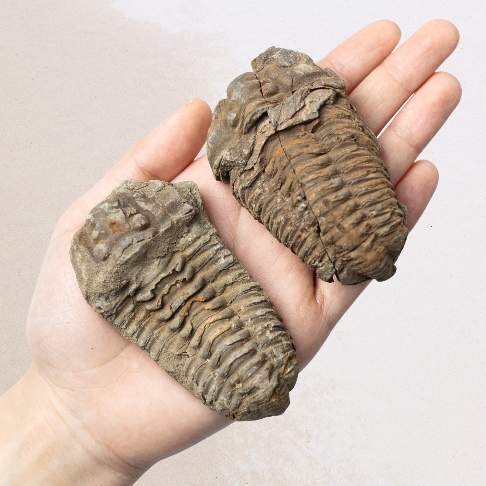 Trilobite Fossil Natural Ancient Specimen Prehistoric Marine Collector Gift