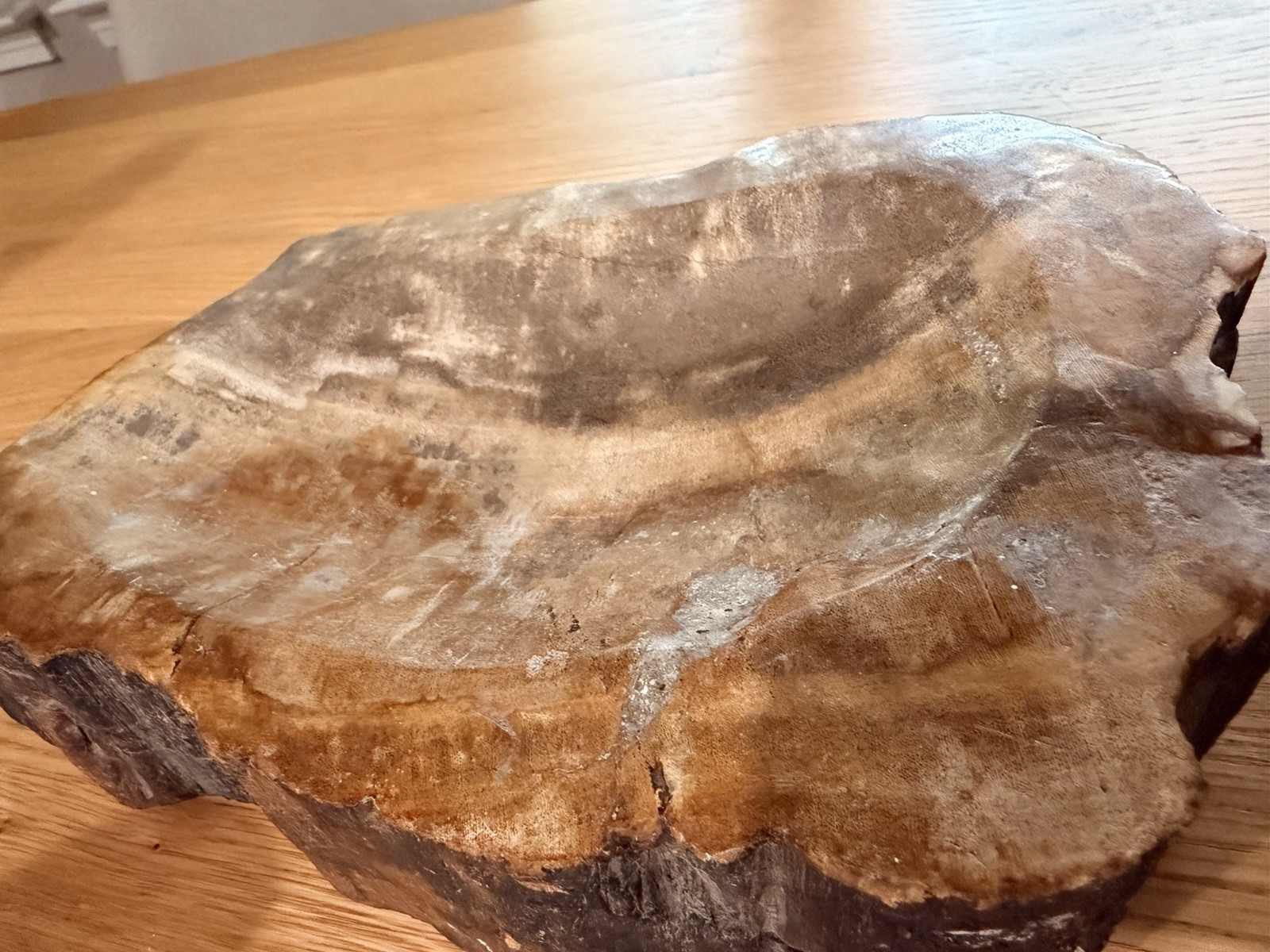 Large Petrified Wood carved And Polished Bowl 8.5 Amazing Statement Art