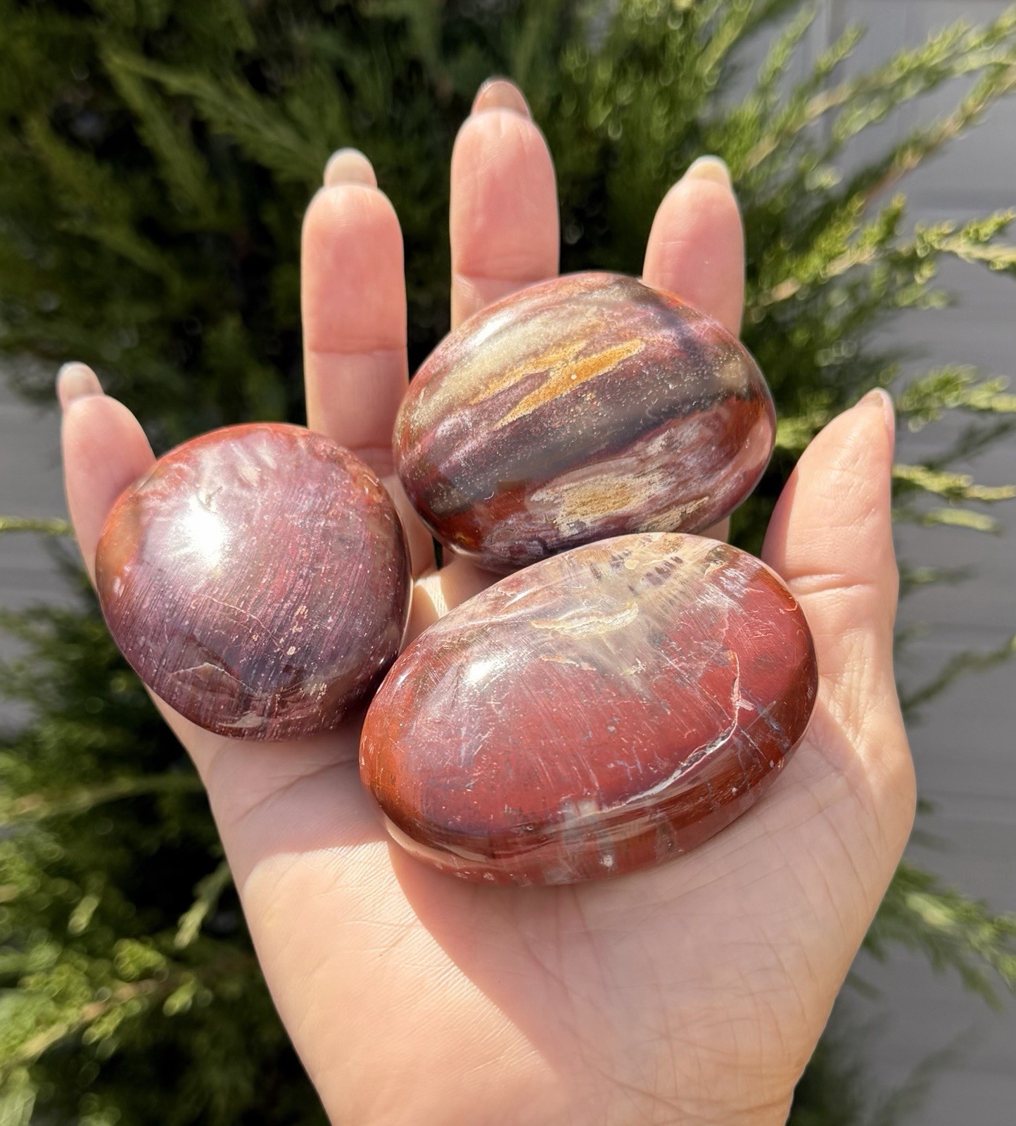 Wholesale Lot 2 Lbs Natural Petrified Wood Palm Stone Crystal Healing