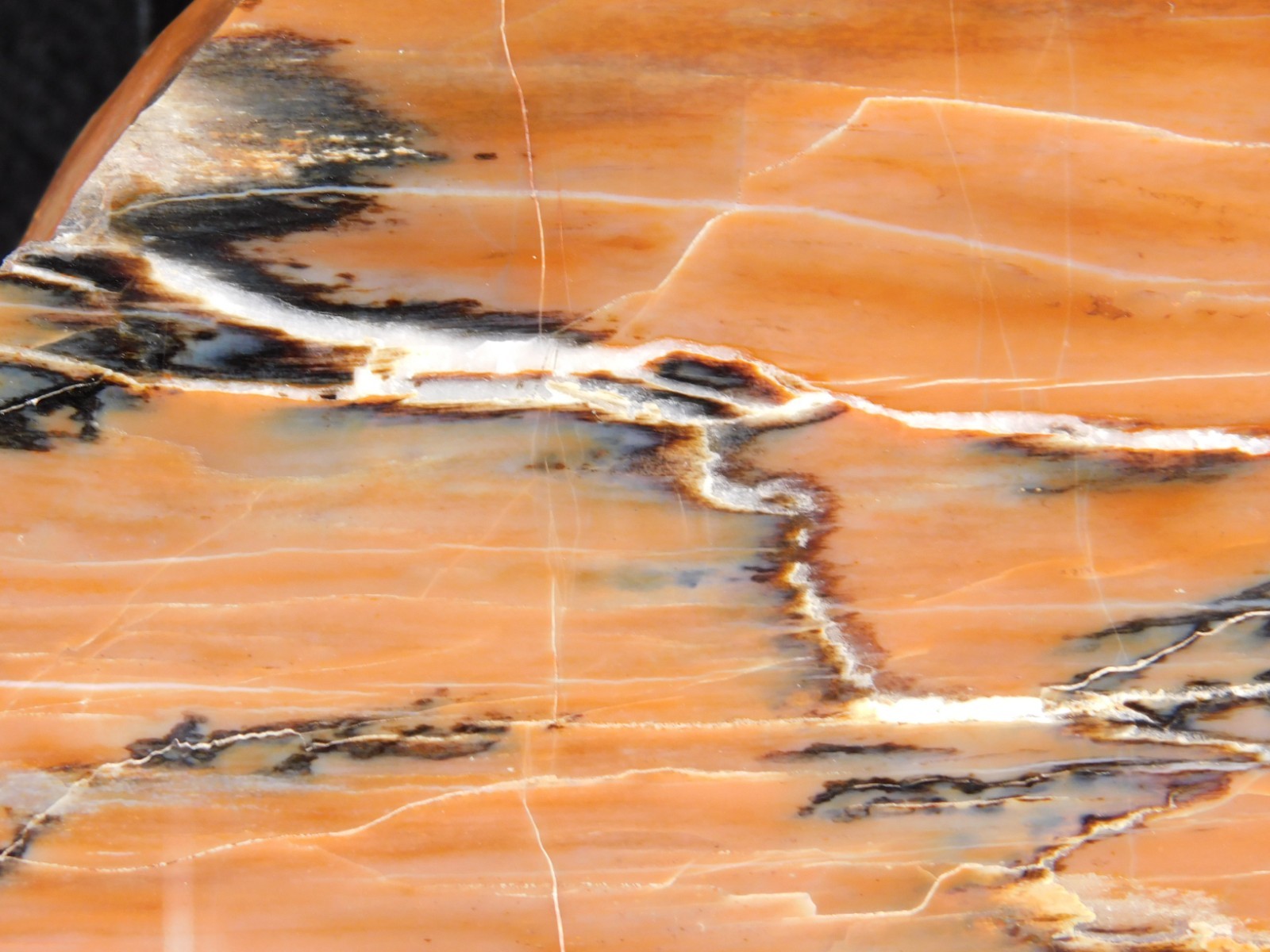 210 Million Year Old! Polished RAINBOW Petrified WOOD Fossil Slab Arizona 643gr