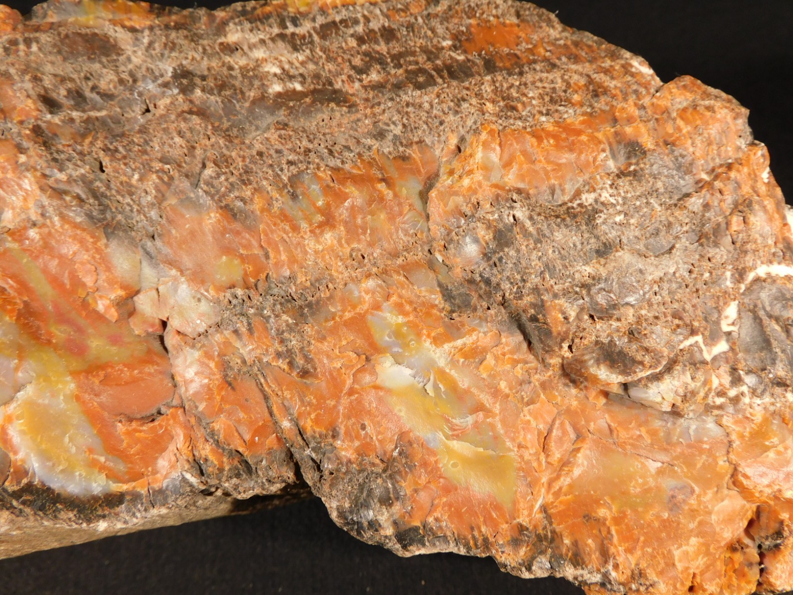 BIG! Highly Agatized Petrified WOOD Fossil From Triassic Arizona 3583gr